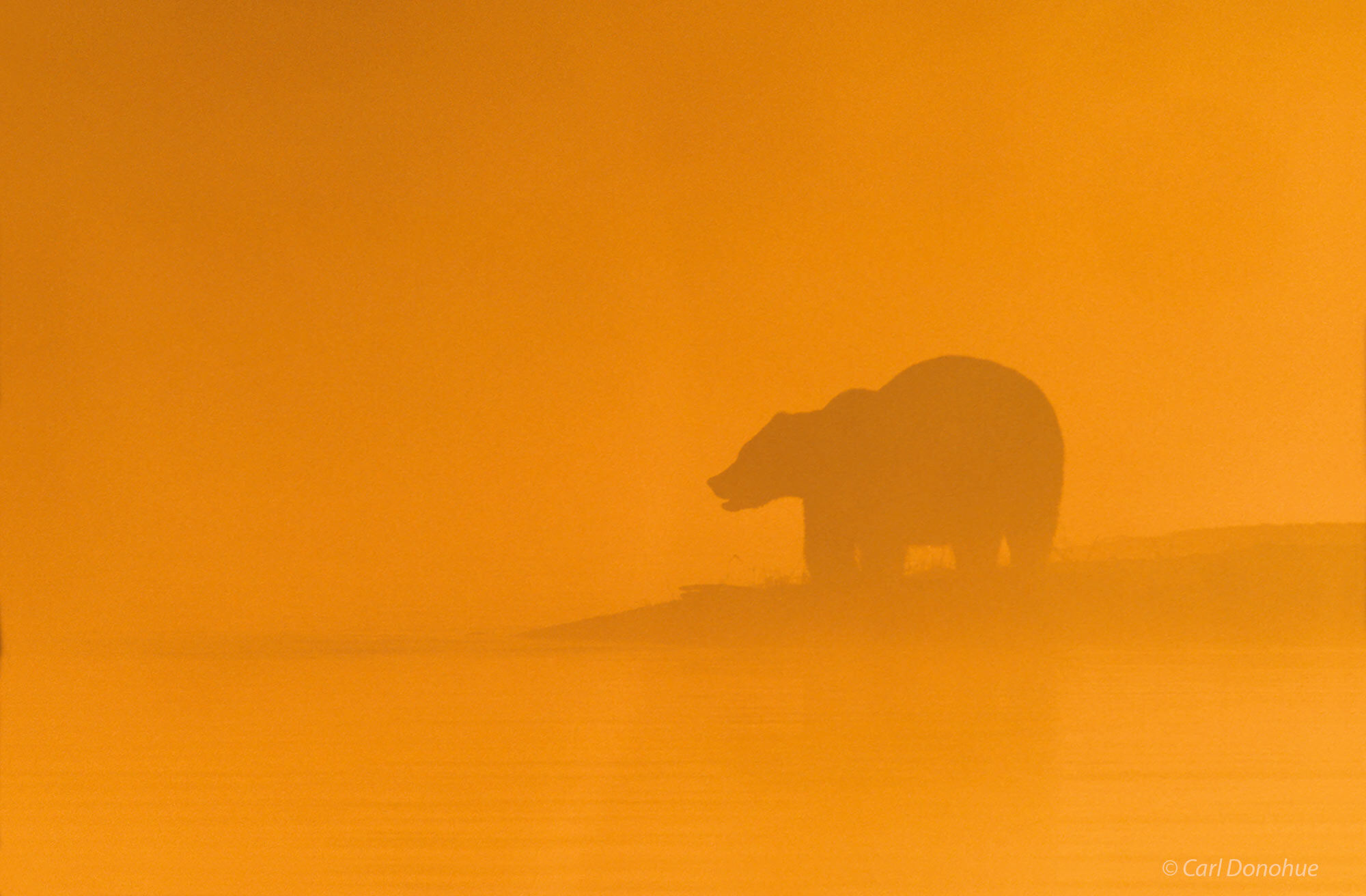 Grizzly Bear, silhouette against dawn light and morning fog, Brooks River, Katmai National Park, Alaska. Ursus arctos