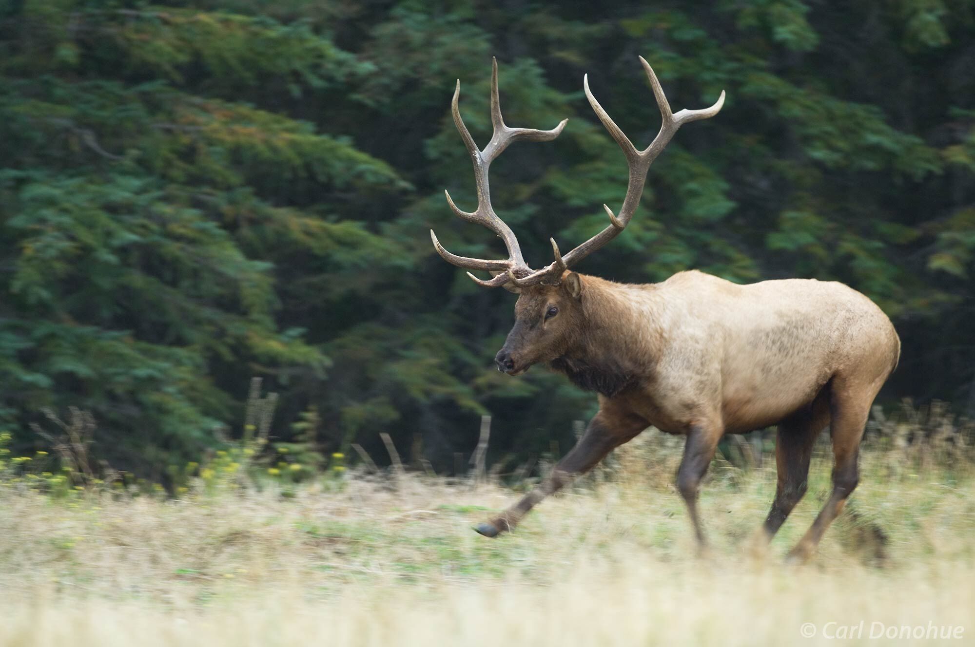 Bull elk running in a meadow, during the rut, Jasper National Park, Alberta, Canada. (Cervus elaphus)