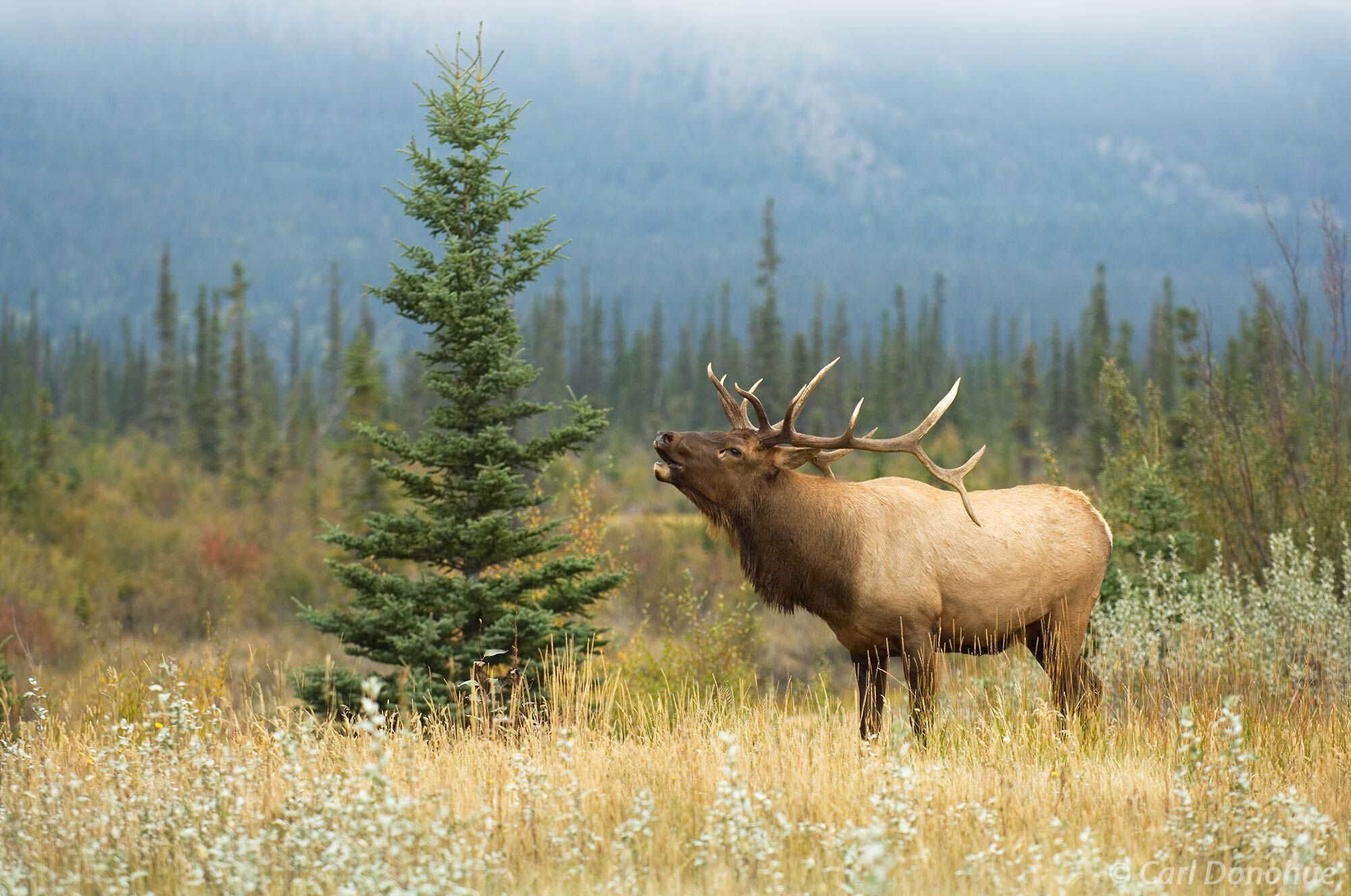 Bull elk, "wapiti", bugles his call, in a small meadow near the Athabasca River during the fall rut, or breeding season rut...