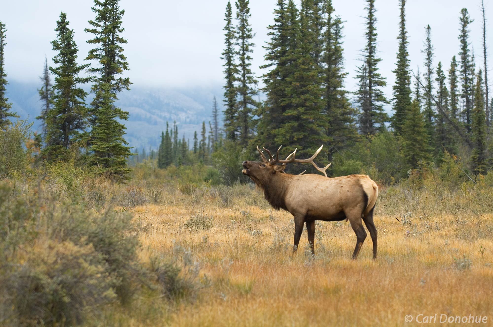A mature, adult bull elk, "wapiti", bugles his call, in a small meadow near the Athabasca River during the fall rut, or breeding...