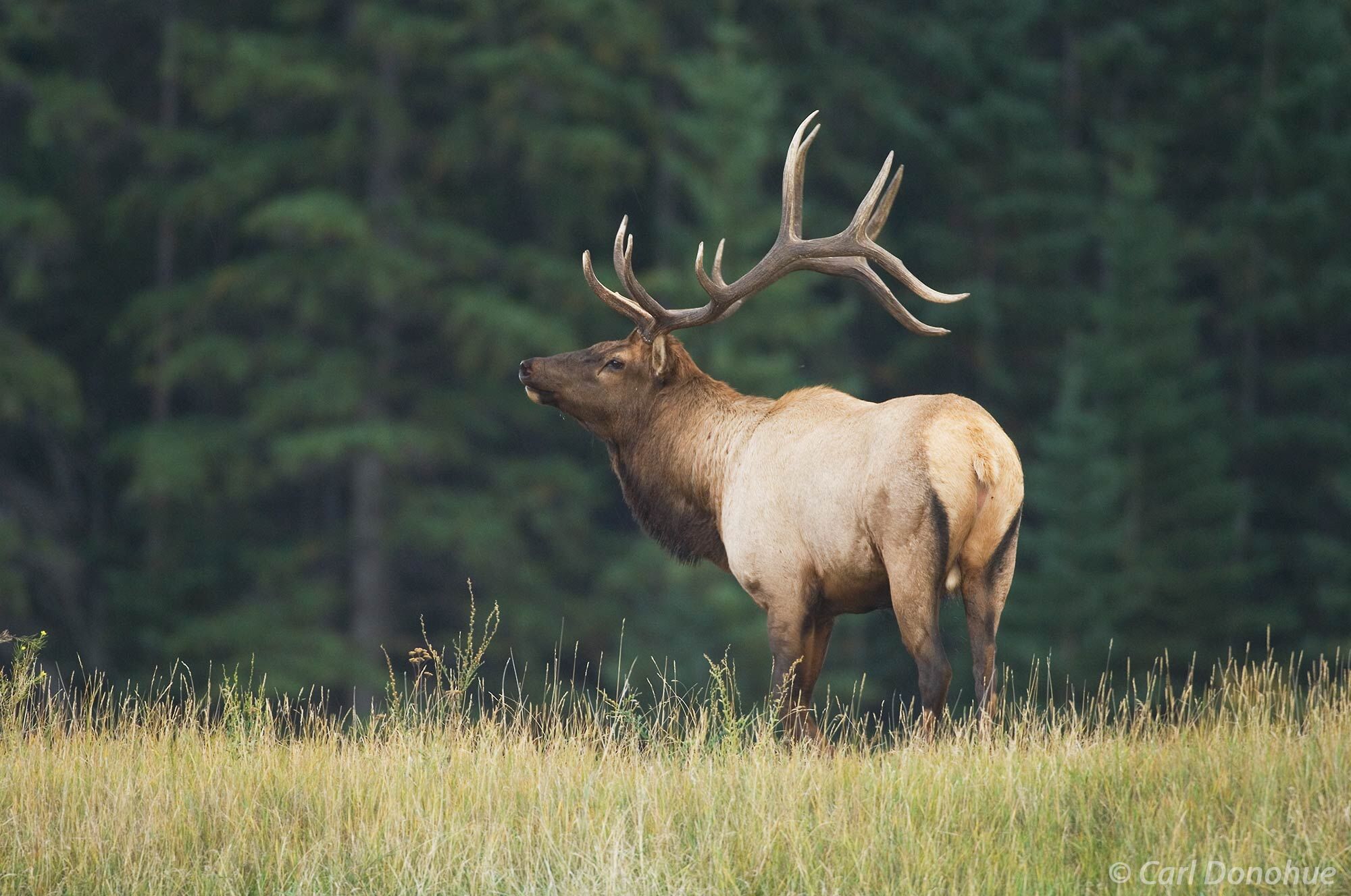 Bull elk, "wapiti", bugling during the fall rut, or breeding season rut, Canadian Rockies, Jasper National Park, Alberta, Canada...