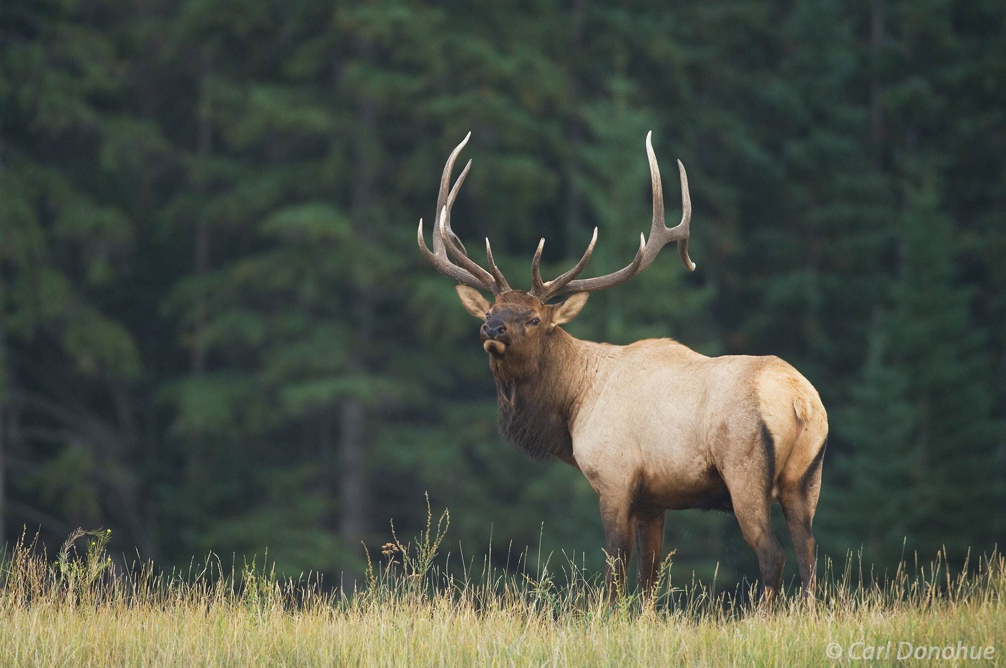 A bugling bull elk, or "wapiti", during the fall rut, or breeding season rut, Canadian Rockies, Jasper National Park, Alberta...