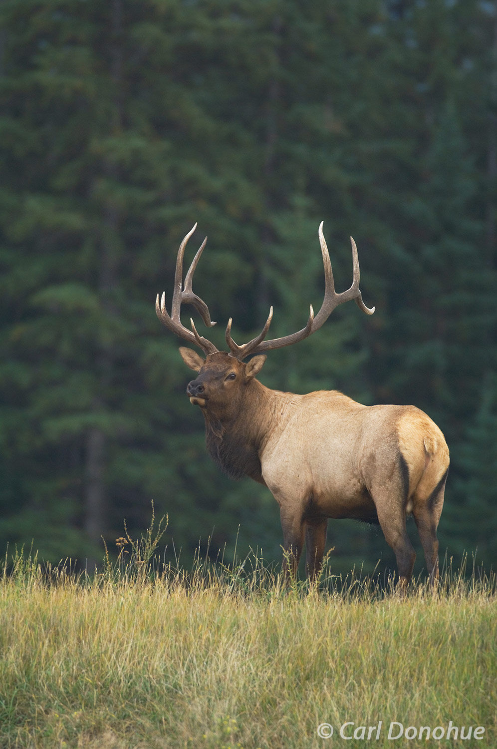 Bull elk, "wapiti", during the fall rut, or breeding season rut, Canadian Rockies, Jasper National Park, Alberta, Canada. (Cervus...