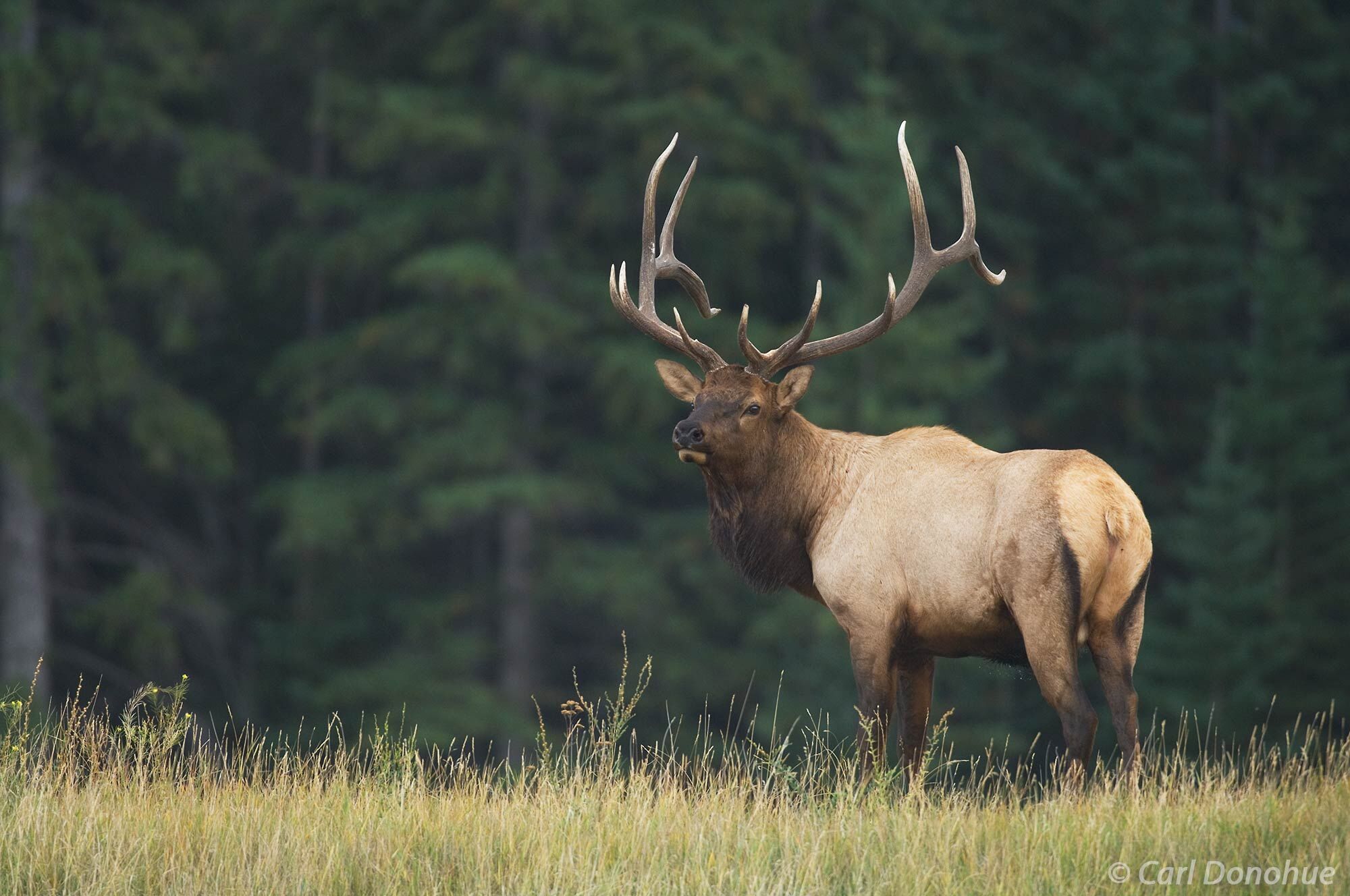 Bull elk, "wapiti", stands and watches in a small meadow during the fall rut, or breeding season rut, Canadian Rockies, Jasper...