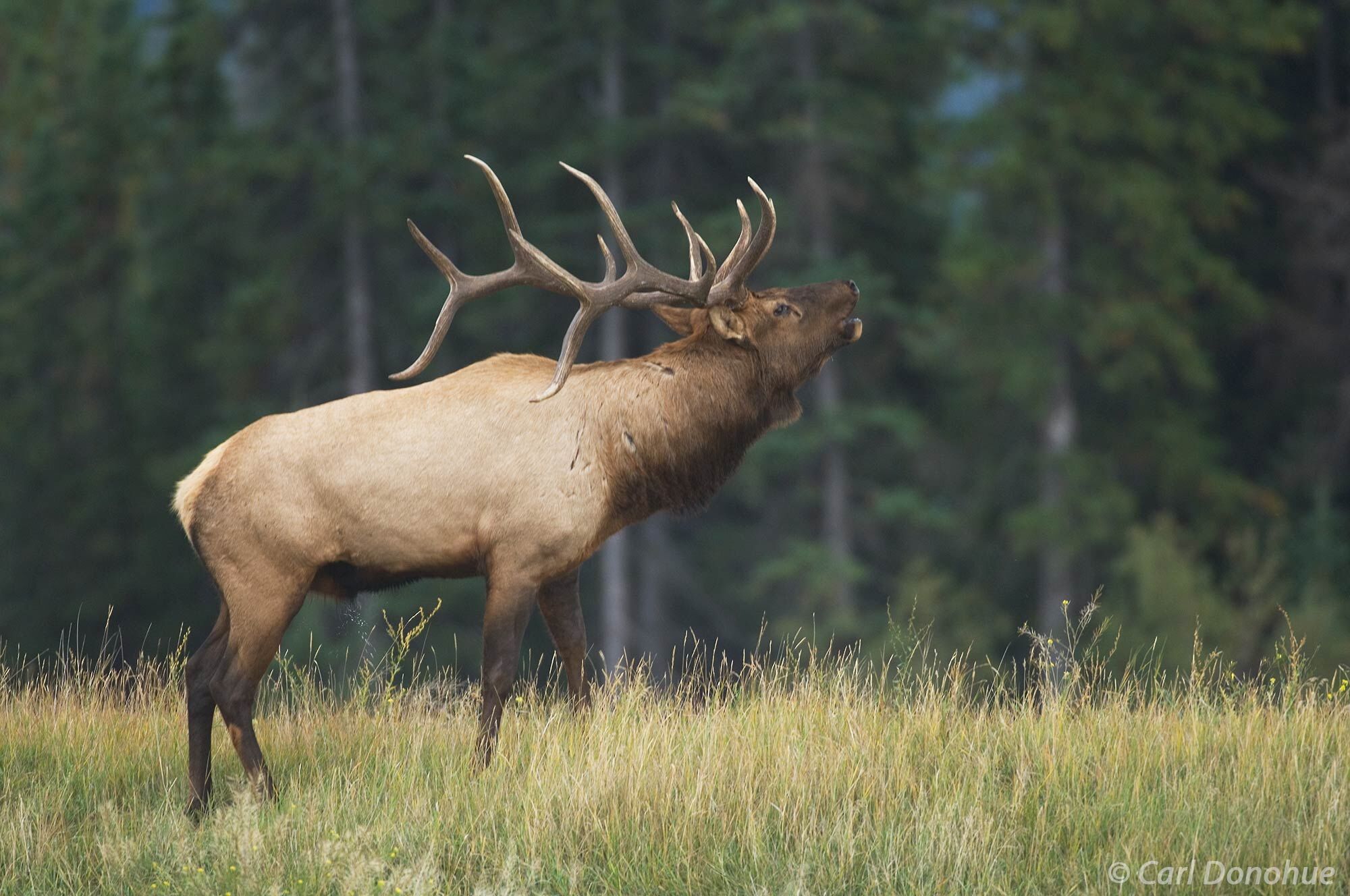 Bull elk, "wapiti", bugles his call, in a small meadow during the fall rut, or breeding season rut, Canadian Rockies, Jasper...