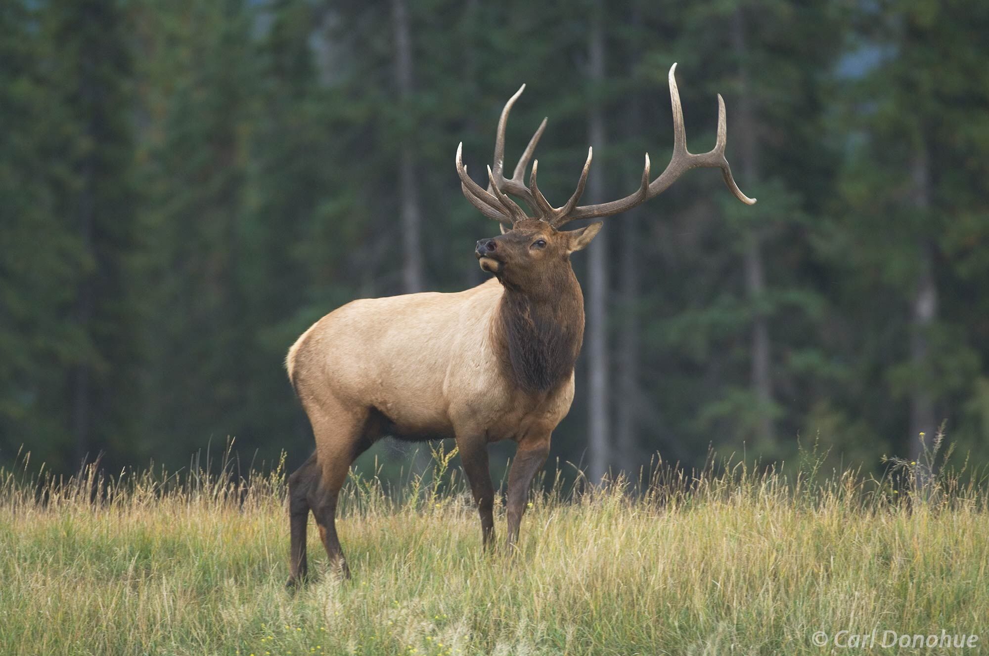 Bull elk, "wapiti", looks over his herd in a small meadow during the fall rut, or breeding season rut, Canadian Rockies, Jasper...
