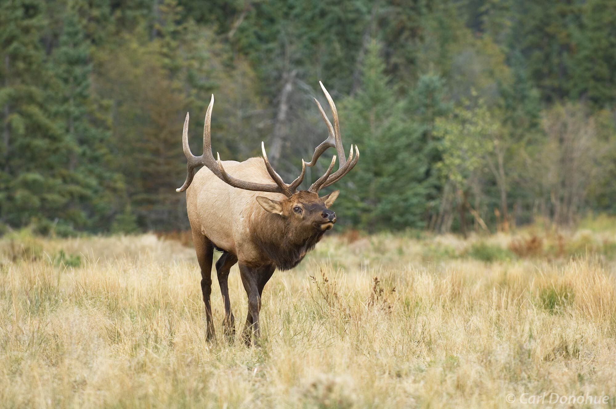 Bull elk, "wapiti", bugling loudly, as he struts and postures across a small meadow with his herd of cows in the background. 