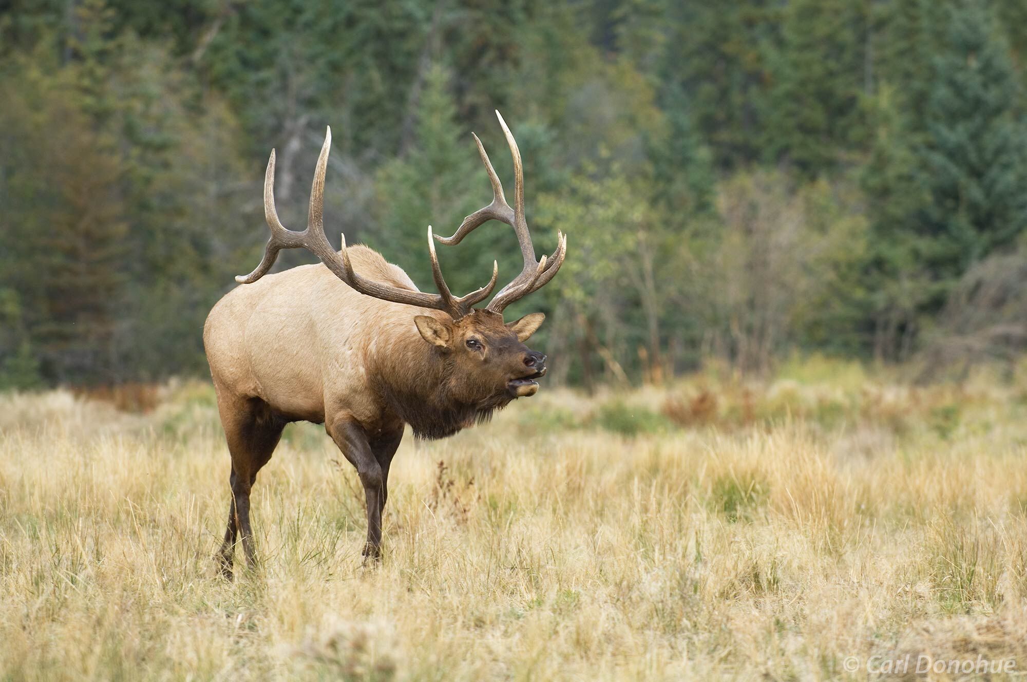 Bull elk, "wapiti", bugles his call, in a small meadow during the fall rut, or breeding season rut, Canadian Rockies, Jasper National Park, Alberta, Canada. (Ce