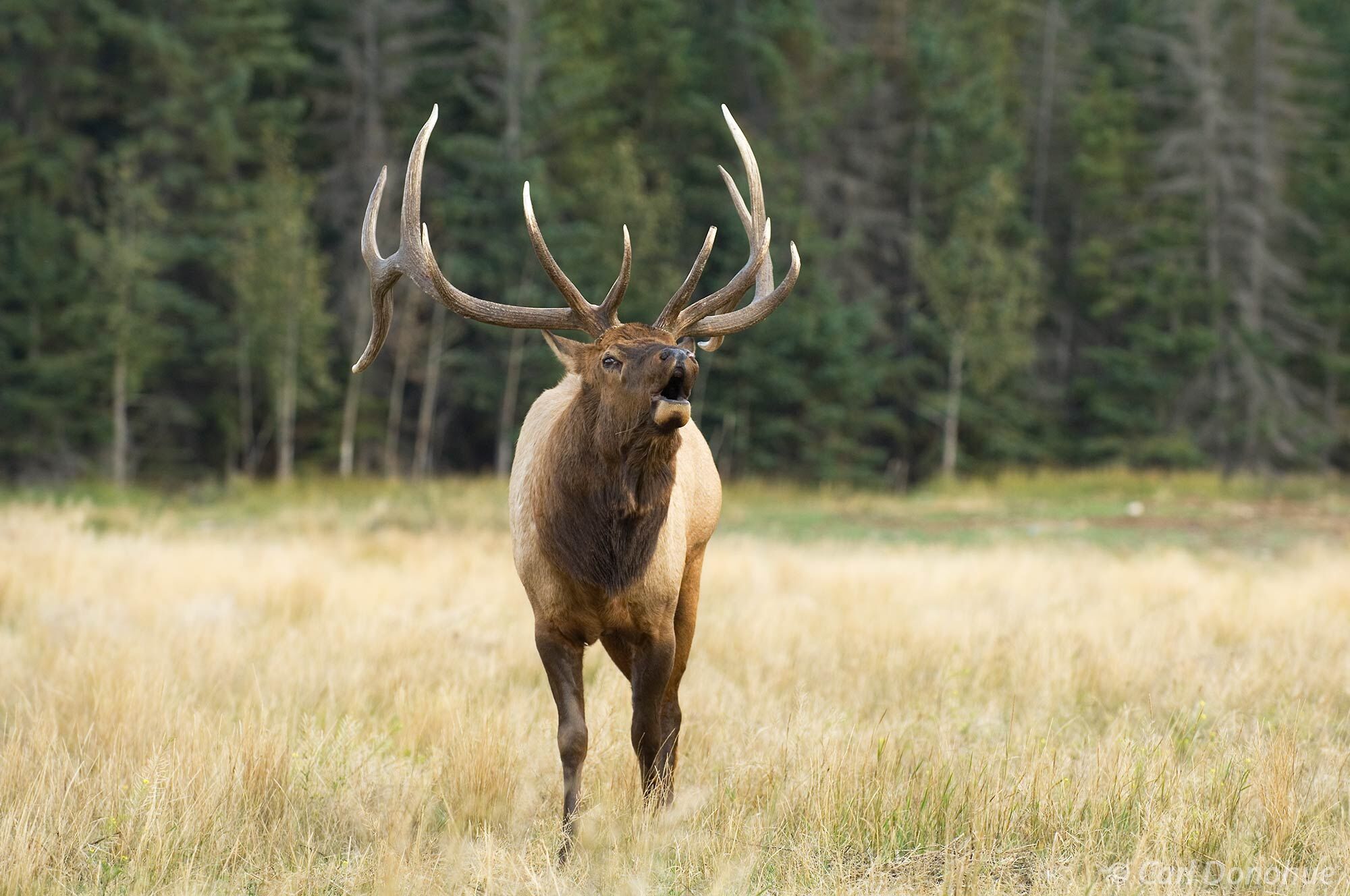 Bull elk, "wapiti", bugles his call, in a small meadow during the fall rut, or breeding season rut, Canadian Rockies, Jasper...