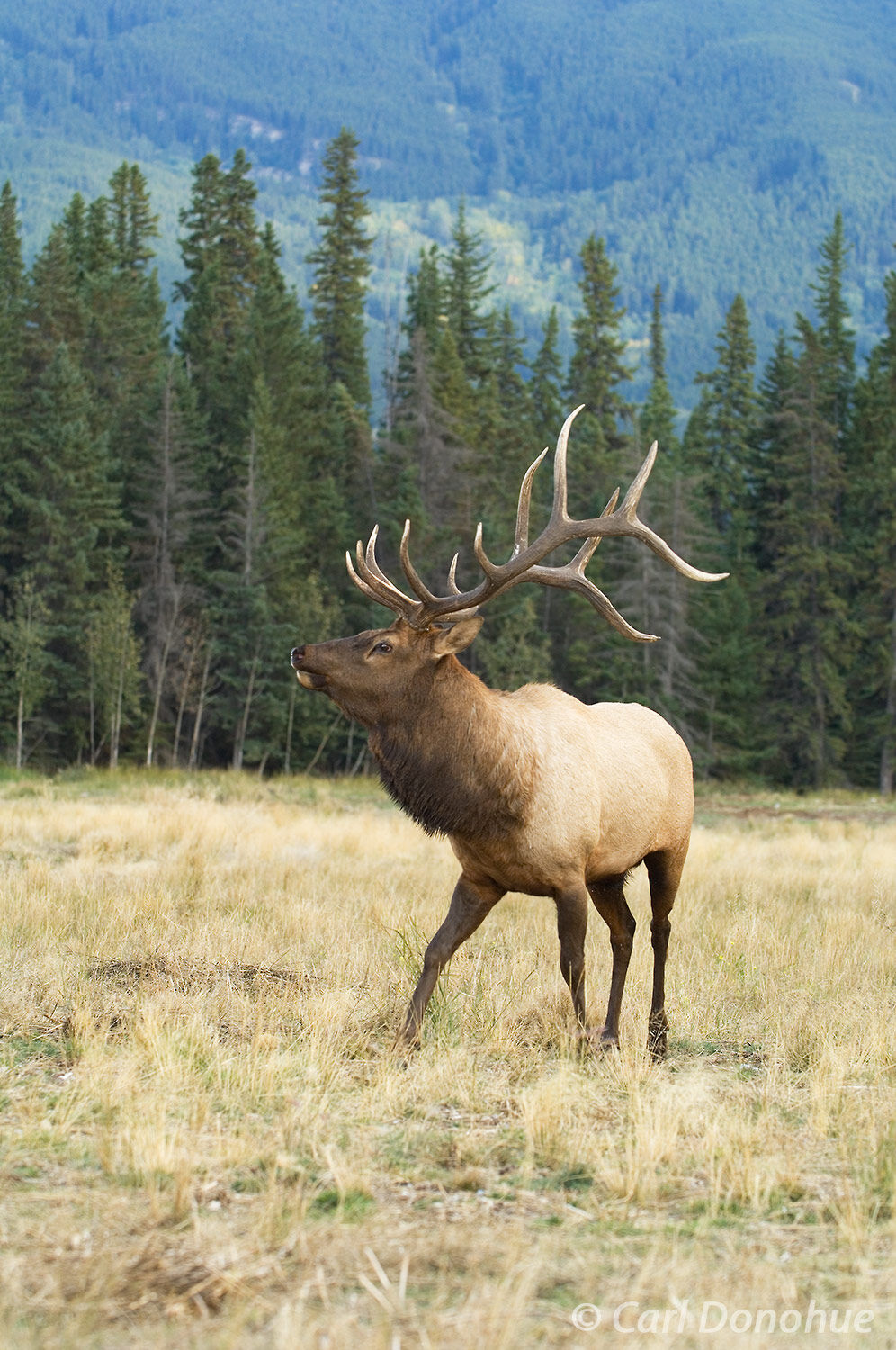 Bull elk, "wapiti", bugling loudly, as he struts and postures across a small meadow with his herd of cows in the background. 
