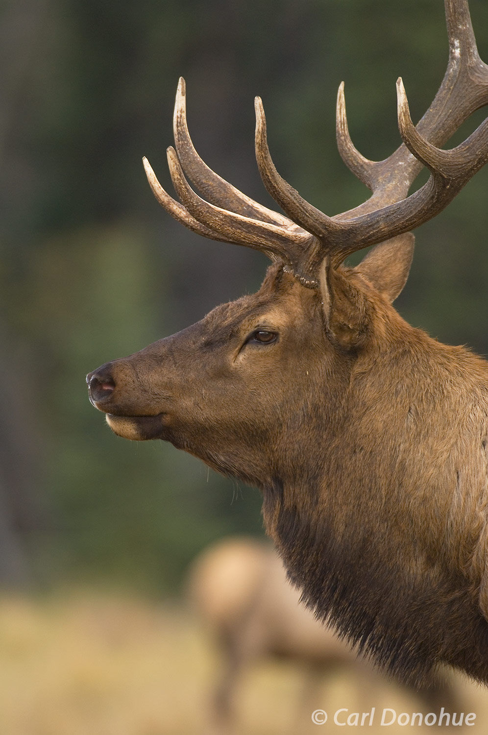 Bull elk, "wapiti", a closeup headshot, taken in the Canadian Rockies, Jasper National Park, Alberta, Canada. (Cervus canadensis...