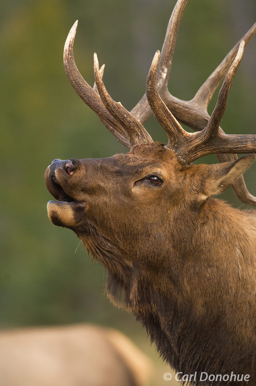 Bull elk, "wapiti", bugles his call, in a small meadow during the fall rut, or breeding season rut, Canadian Rockies, Jasper...