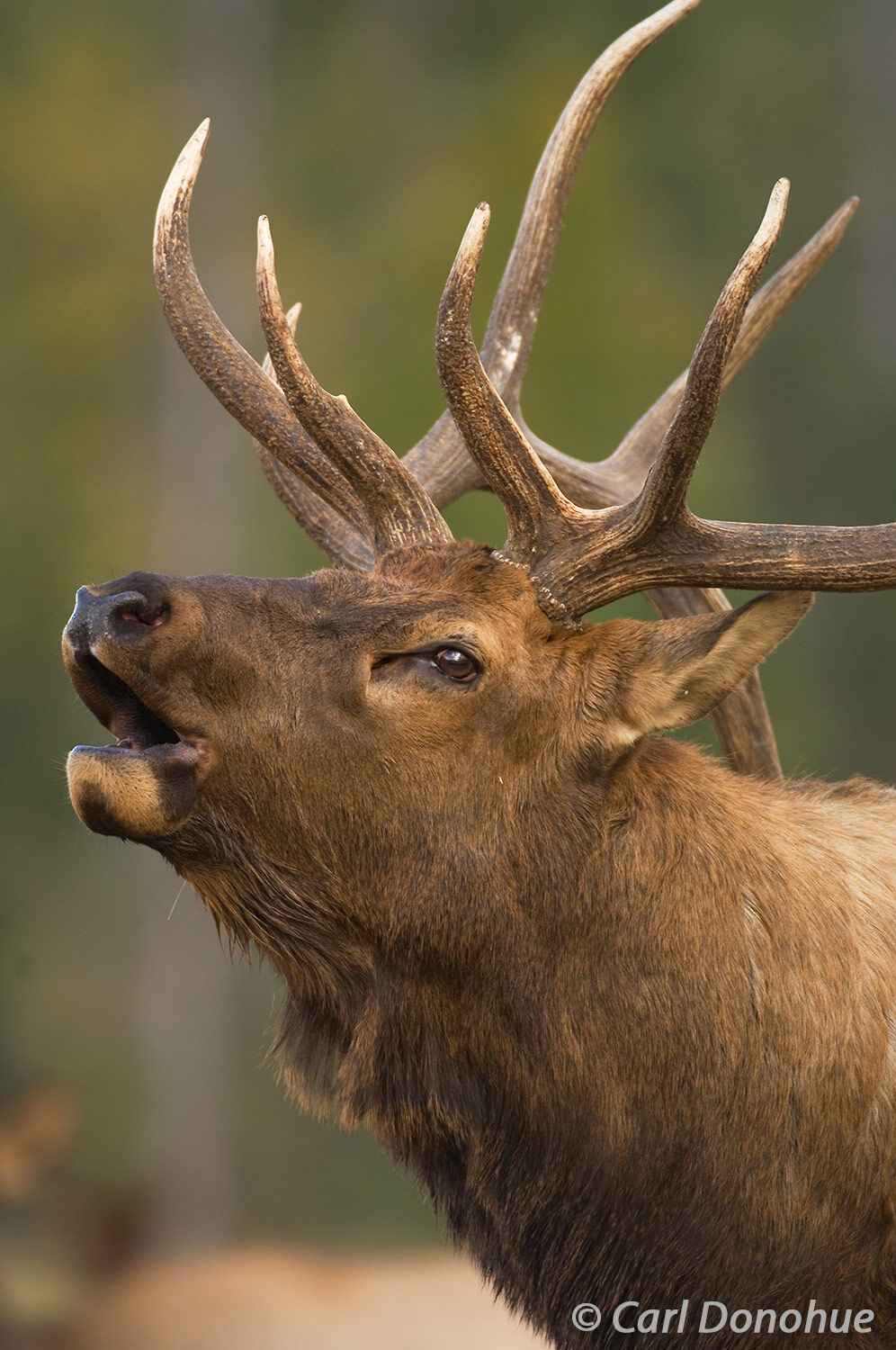Bull elk, "wapiti", bugling loudly, a closeup headshot, Canadian Rockies, Jasper National Park, Alberta, Canada. (Cervus canadensis...