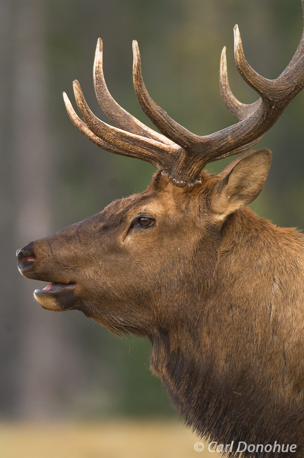Bull elk, "wapiti", a closeup headshot, Canadian Rockies, Jasper National Park, Alberta, Canada. (Cervus canadensis)