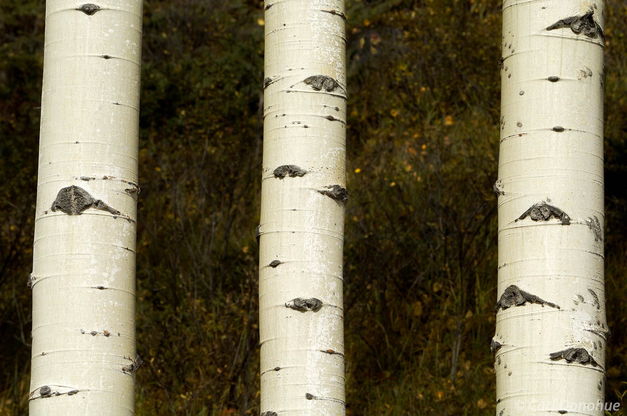 Aspen boles and abstract patterns, fall colors and pretty patterns, Jasper National Park, Alberta, Canada.