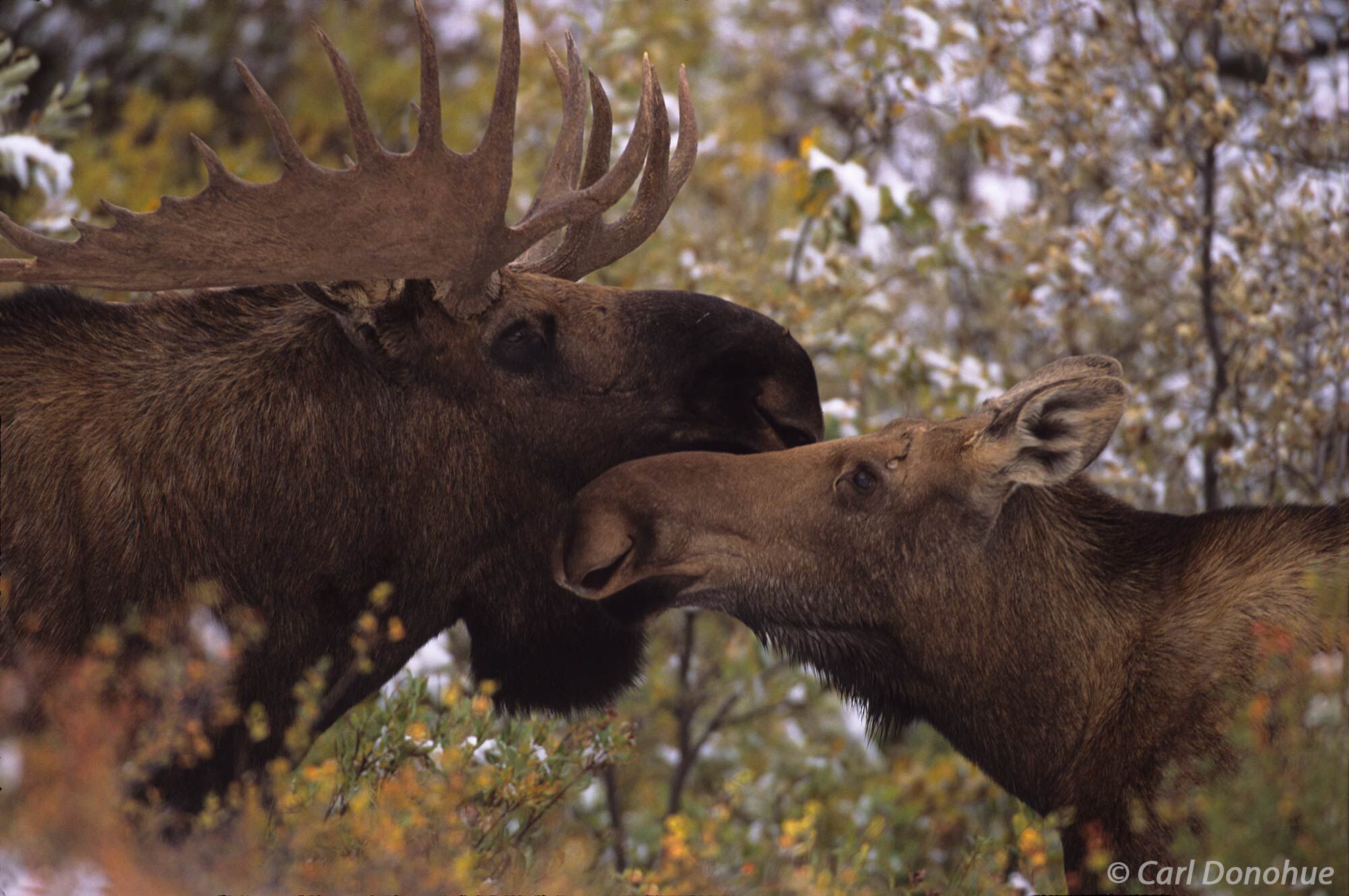 2 Moose, a bull and a cow, approach one another, in courtship during the short rut season. Denali National Park and Preserve...