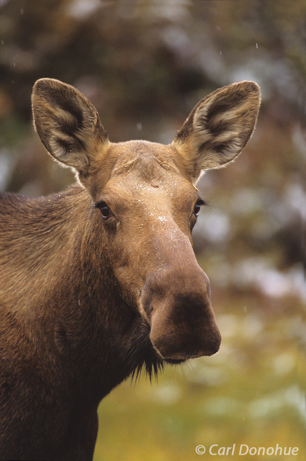 Cow moose is standing on the tundra, fresh snow on the ground, fall colors, Denali National Park and Preserve, Alaska. Alces...