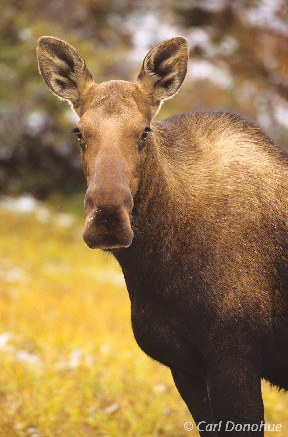 A beautiful cow moose is standing on the tundra, fresh snow on the ground, fall colors, Denali National Park and Preserve, Alaska...