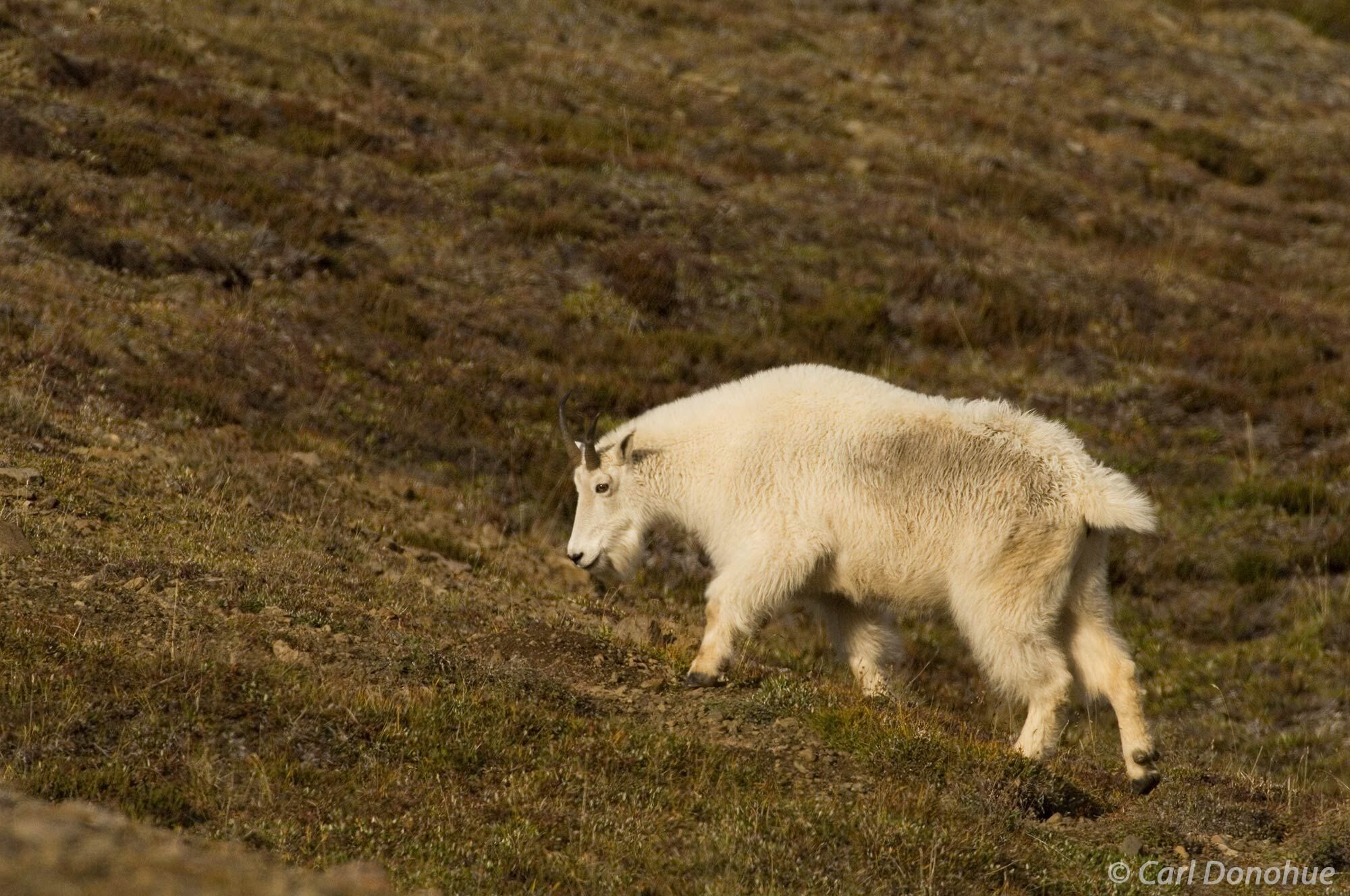 Mountain goat walking on tundra in subalpine terrain, Wrangell-St. Elias National Park, Alaska. Oreamnos americanus.