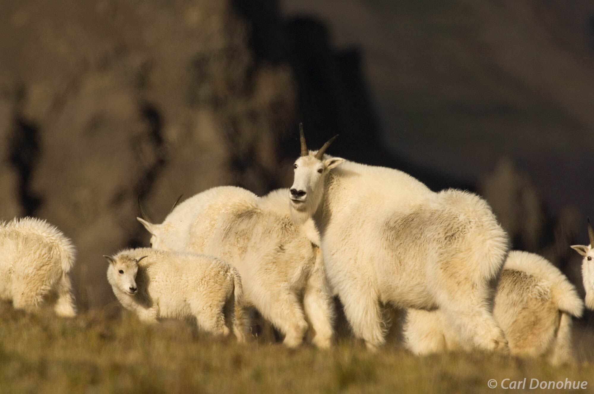 Mountain goat family on the tundra in Alaska’s Wrangell-St. Elias National Park. Mountain goats are often found in small bands...