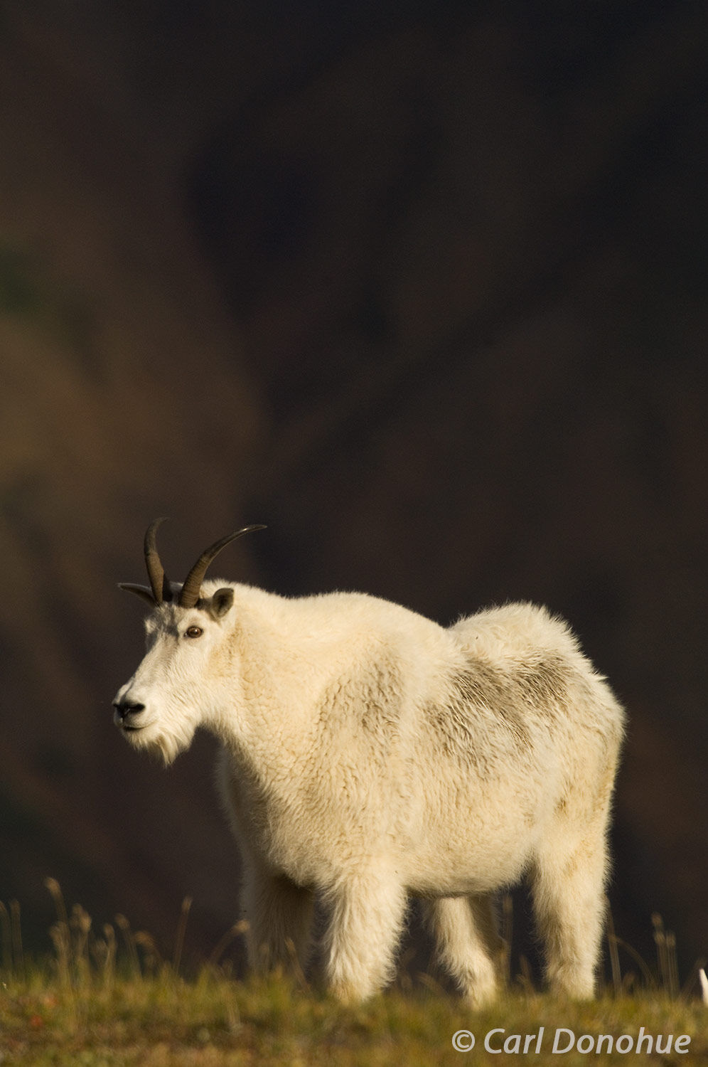 The graceful mountain goat effortlessly navigates the rugged terrain of Wrangell-St. Elias National Park, a true testament to...
