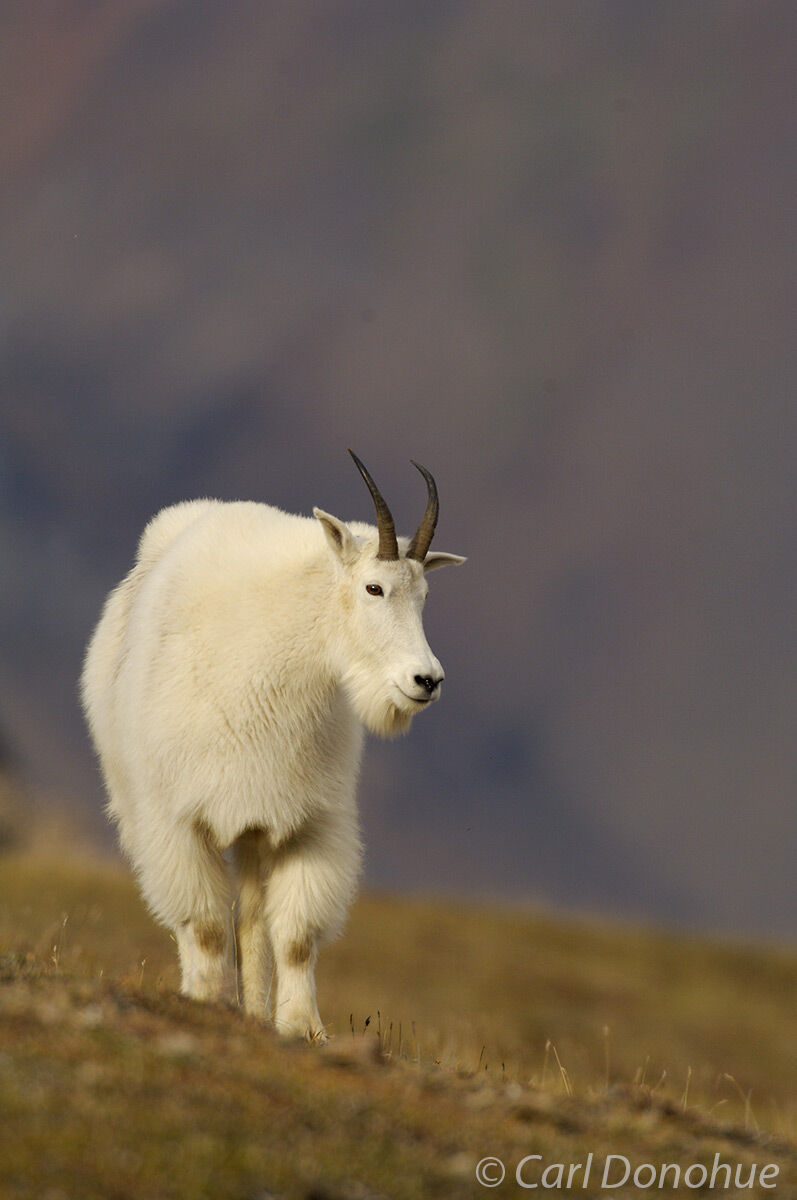 An adult mountain goat wanders the alpine country between the Wrangell and St. Elias Mountain Range in Alaska's Wrangell - St. Elias National Park.