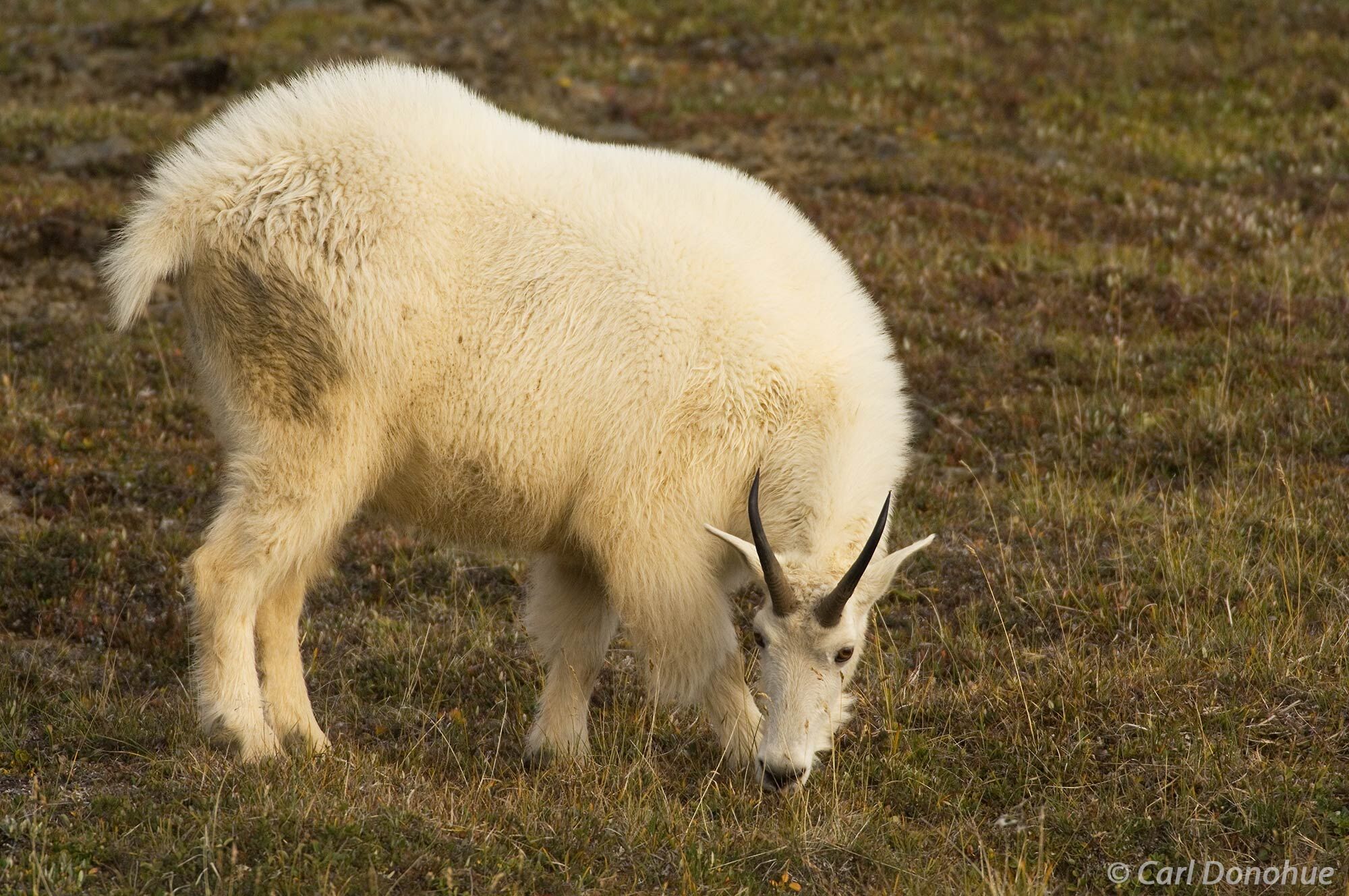 This mountain goat stands on tundra looking for food in Wrangell-St. Elias National Park, Alaska. Mountain goat, Wrangell-St....
