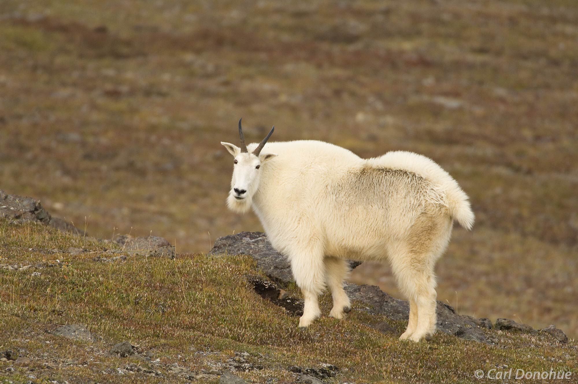 Despite the harsh conditions of the national park, the mountain goat thrives in its natural environment, using its skills and...
