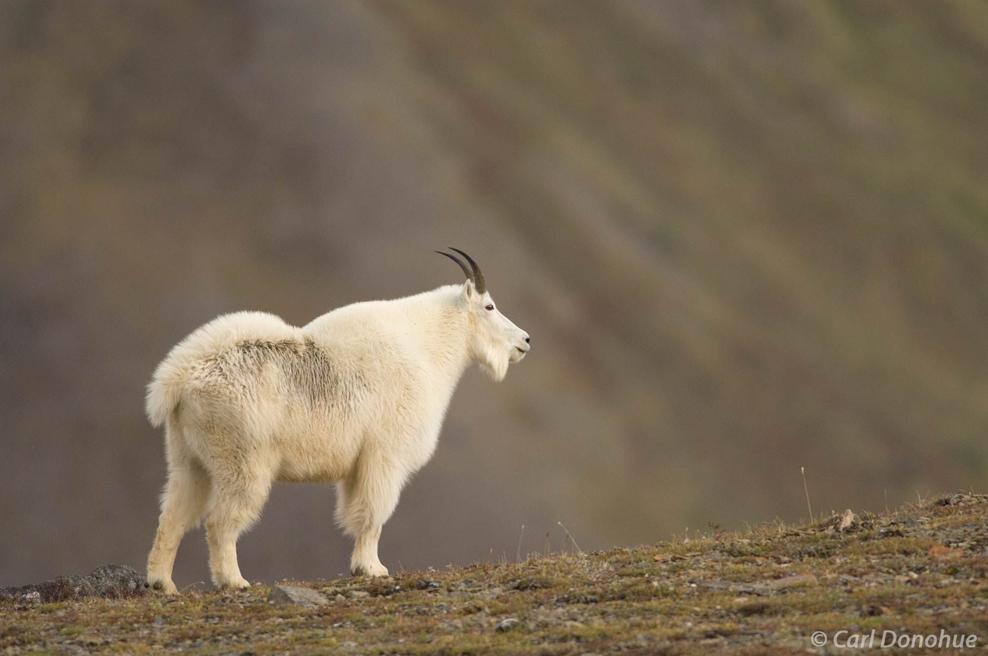 As a solitary animal, the mountain goat roams the wilds of Wrangell-St. Elias National Park, navigating its way through the rugged...