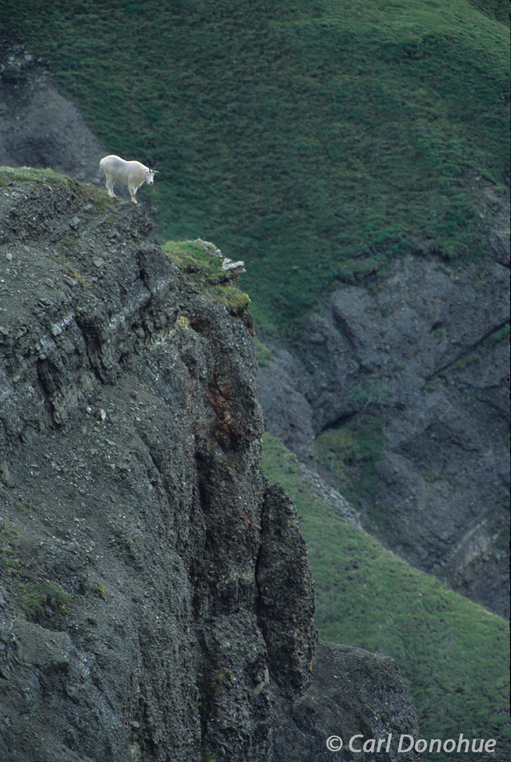 The agile mountain goat deftly navigates the rocky terrain of Wrangell-St. Elias National Park, its hooves providing a sure footing...