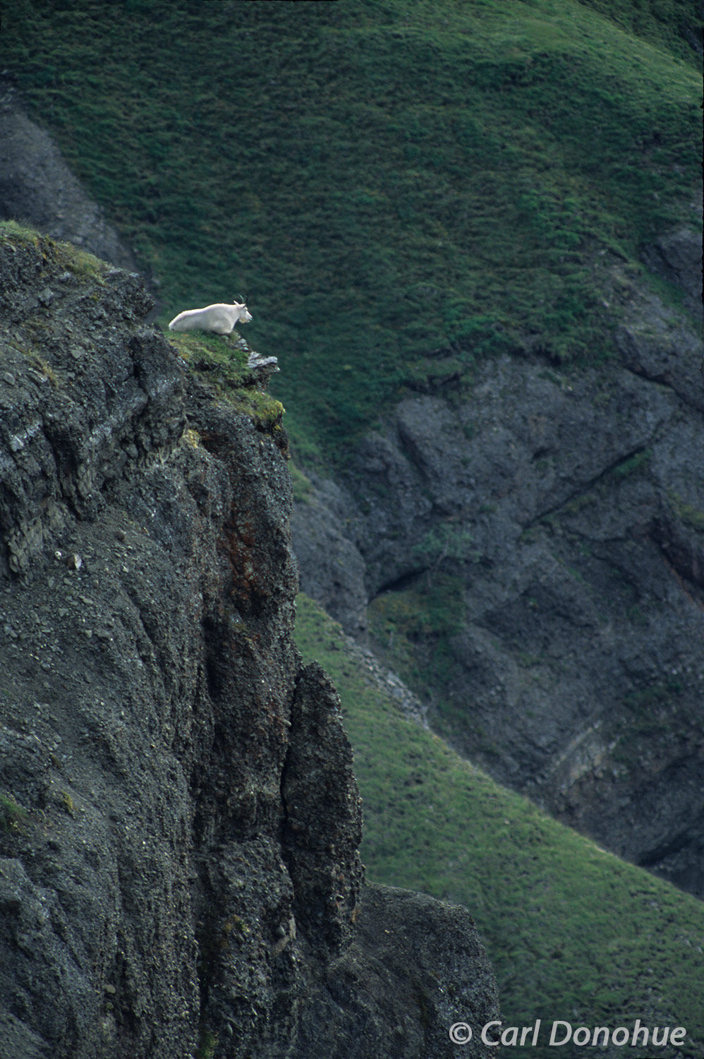 A moment of peaceful solitude for this mountain goat in the stunning landscape of Wrangell-St. Elias National Park. Mountain...