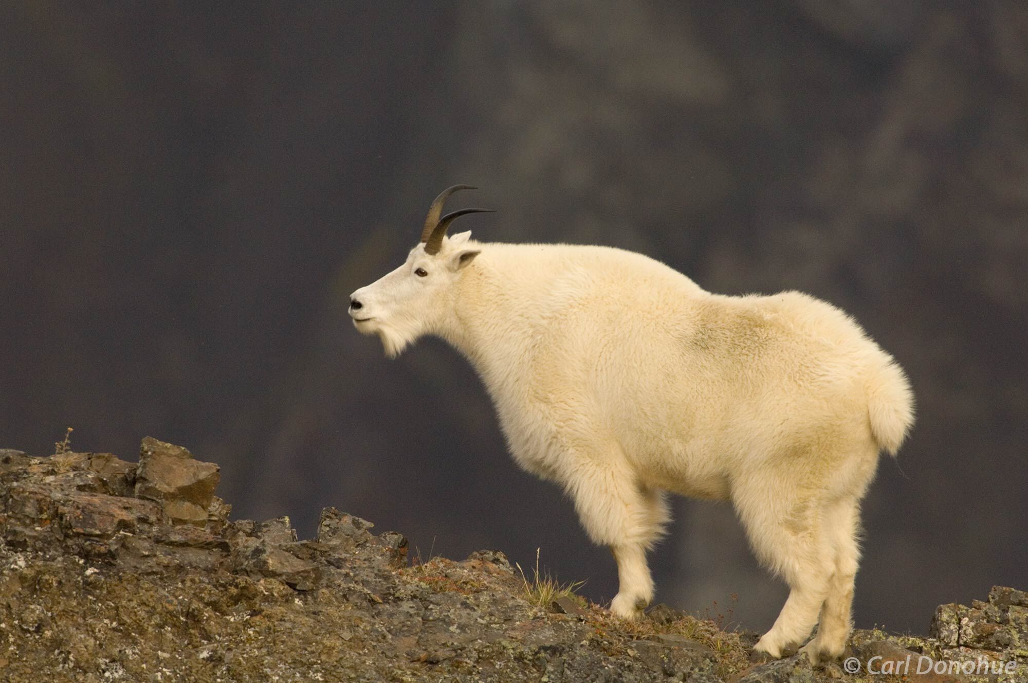 The mountain goat is a resilient animal, well-adapted to the rugged environment of Wrangell-St. Elias National Park, where it...