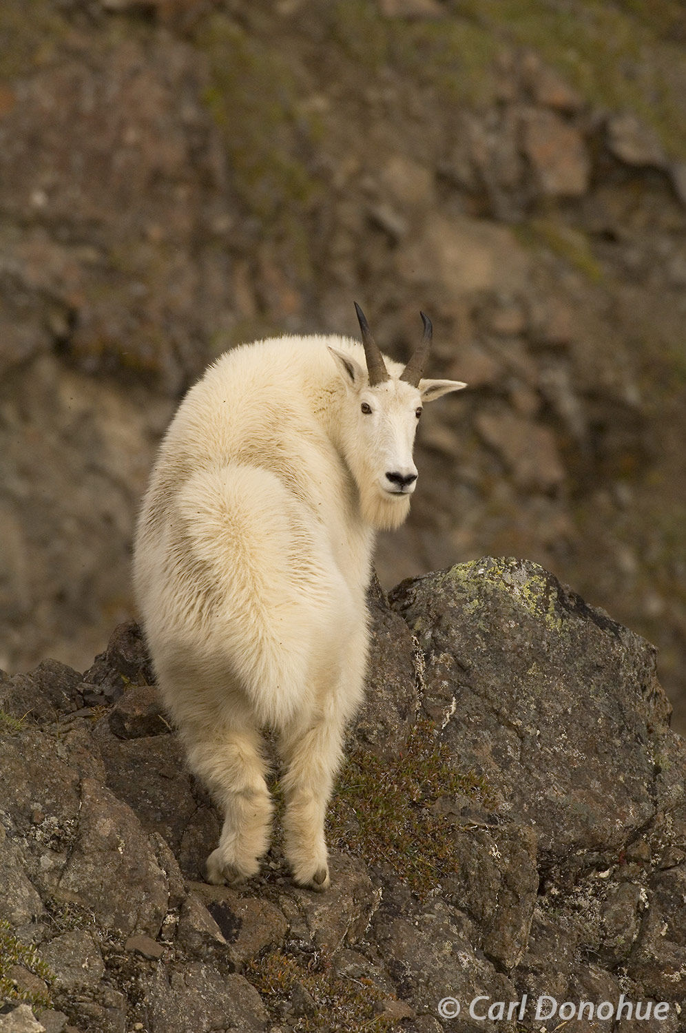 The powerful muscles of the mountain goat are put to the test as it navigates the steep and rocky terrain of Wrangell-St. Elias...