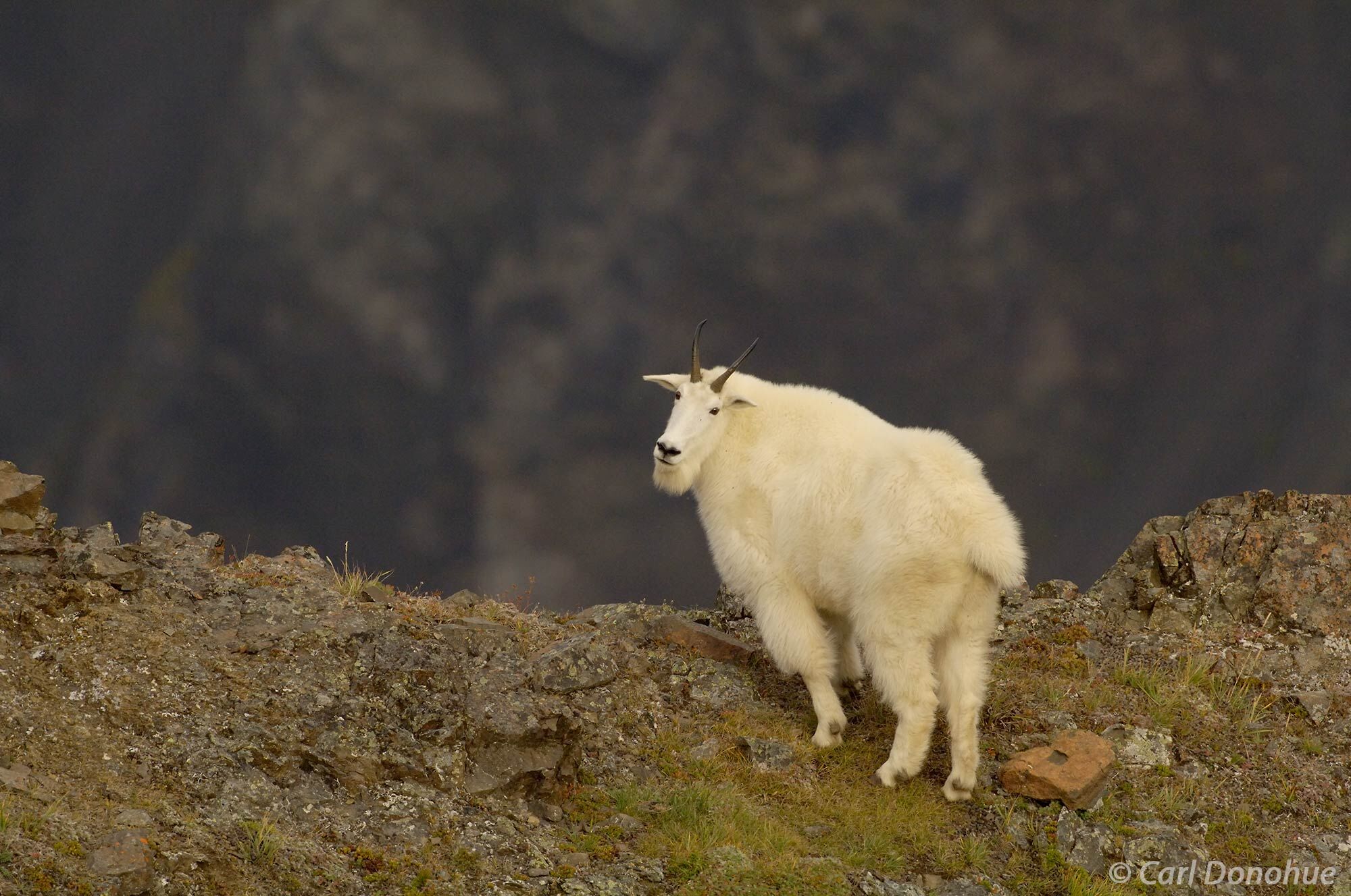 This mountain goat stands proudly on a rocky peak in Wrangell-St. Elias National Park, Alaska. With its sure-footedness and thick...