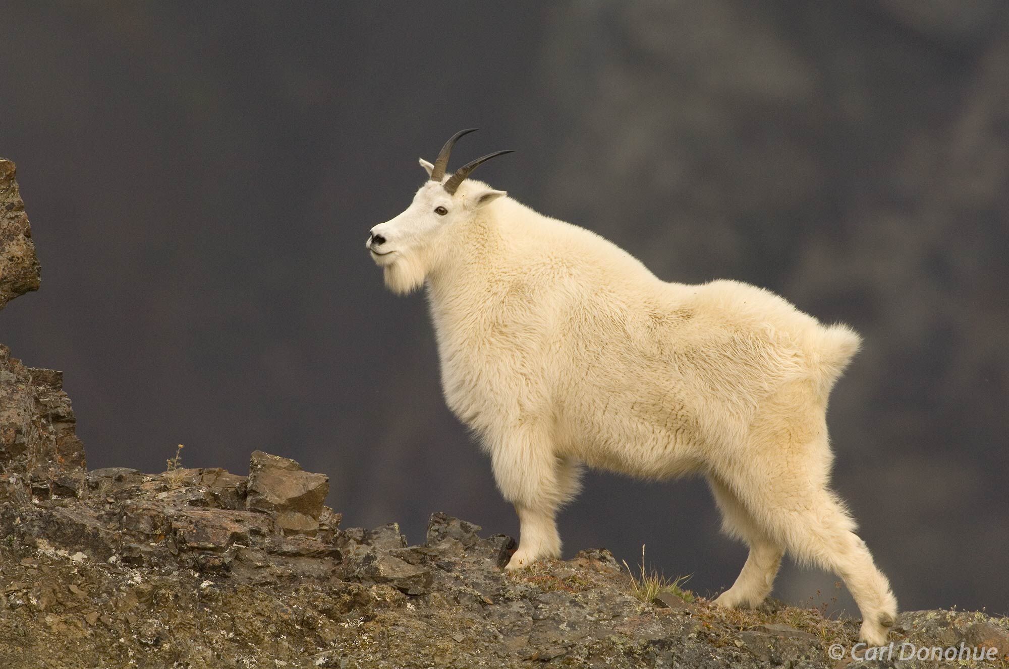 The rugged beauty of Wrangell-St. Elias National Park is on full display in this photo of a mountain goat. Mountain goat, Wrangell...