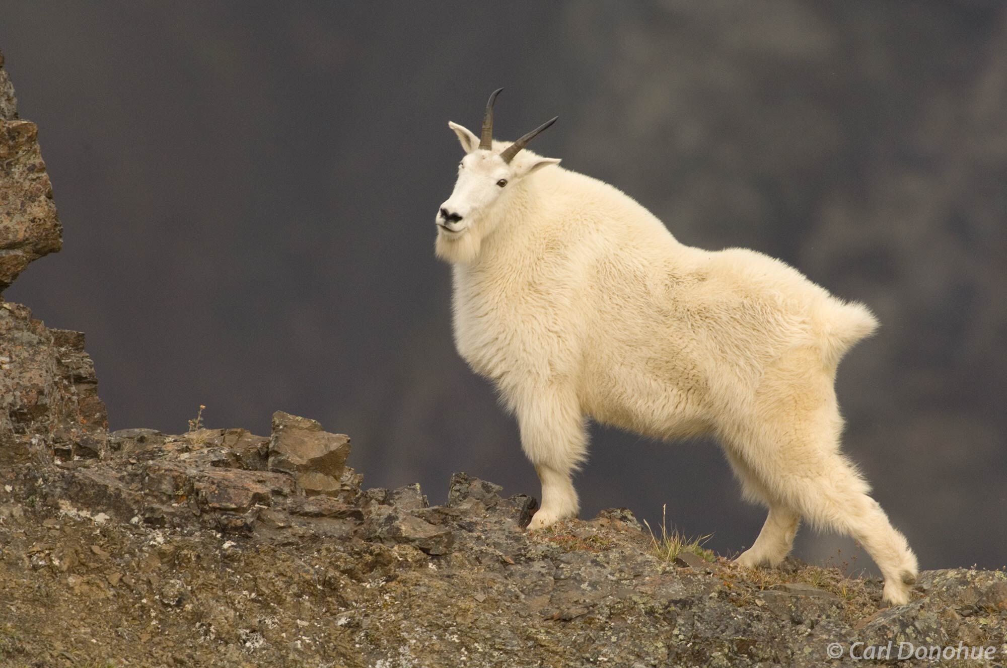 The resilient mountain goat thrives in the harsh conditions of Wrangell-St. Elias National Park, Alaska. Mountain goat, Wrangell...