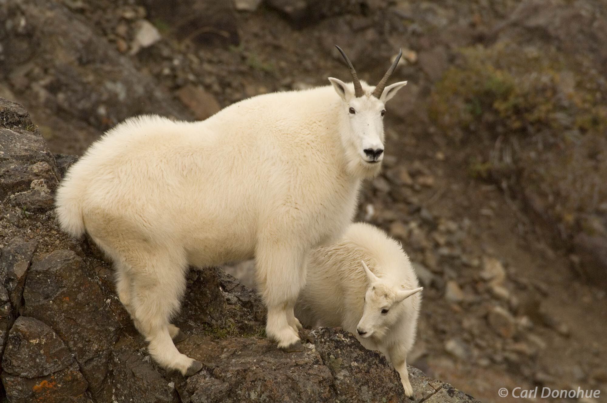 The powerful muscles of a mountain goat and her young are put to the test as they scale a rocky peak in Wrangell-St. Elias National...