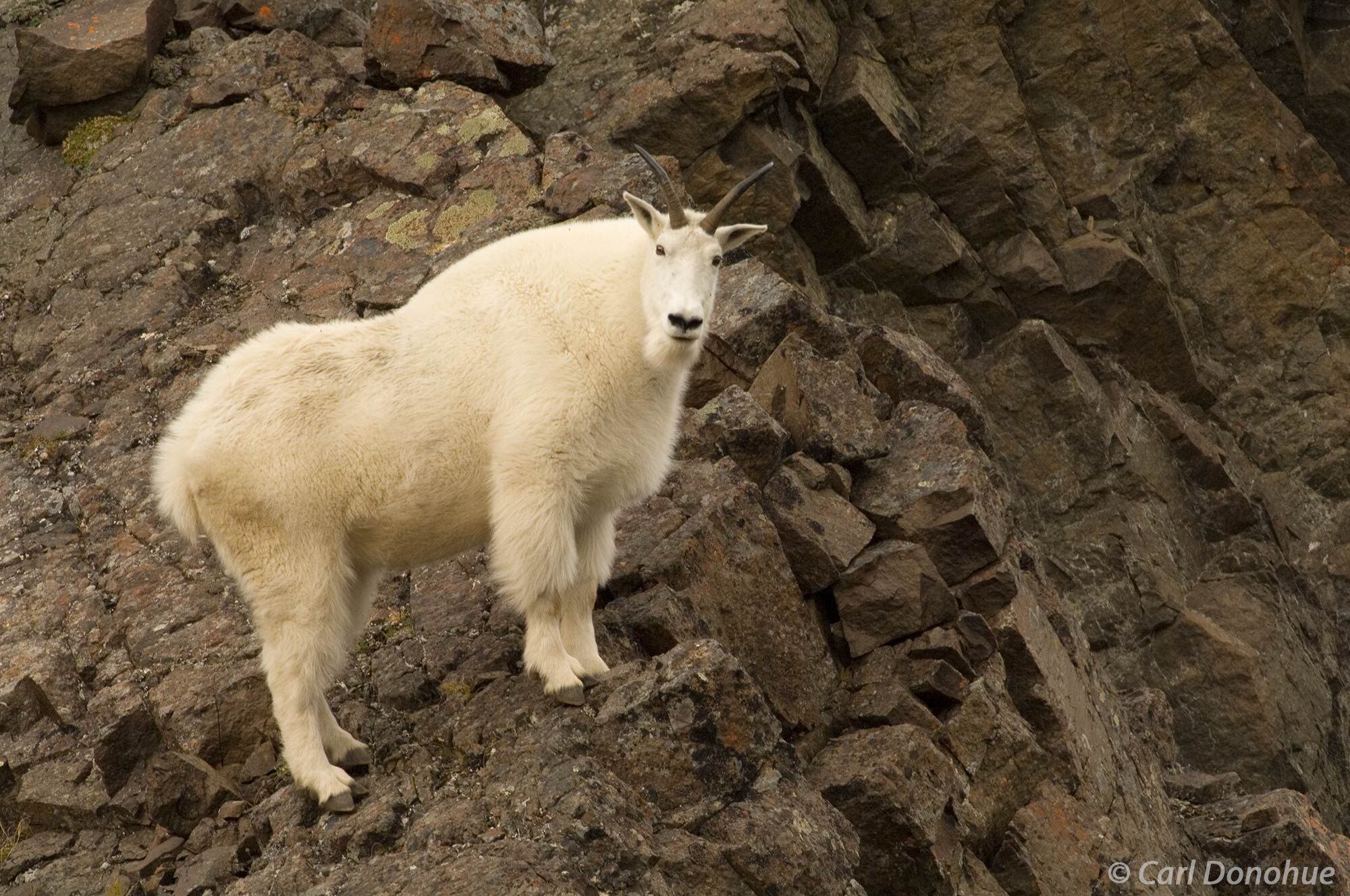 The mountain goat is an important part of the ecosystem of Wrangell-St. Elias National Park, and plays a crucial role in the...