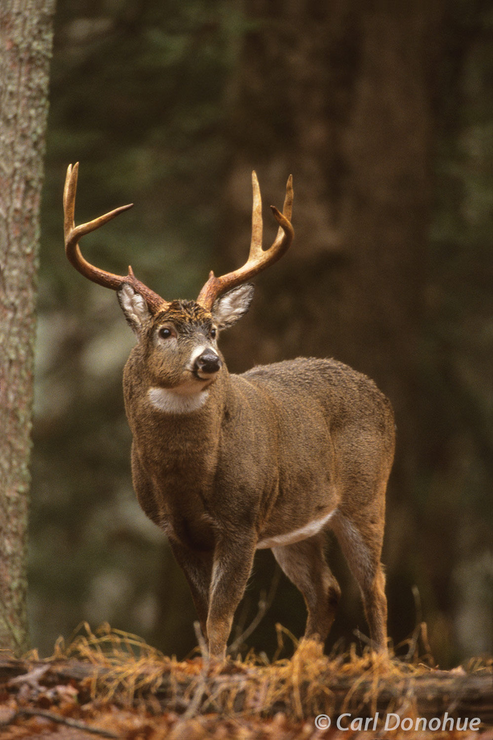 Whitetail deer buck, 8 points, in the forest, Cades Cove, Great Smoky Mountains National Park, Tennessee.