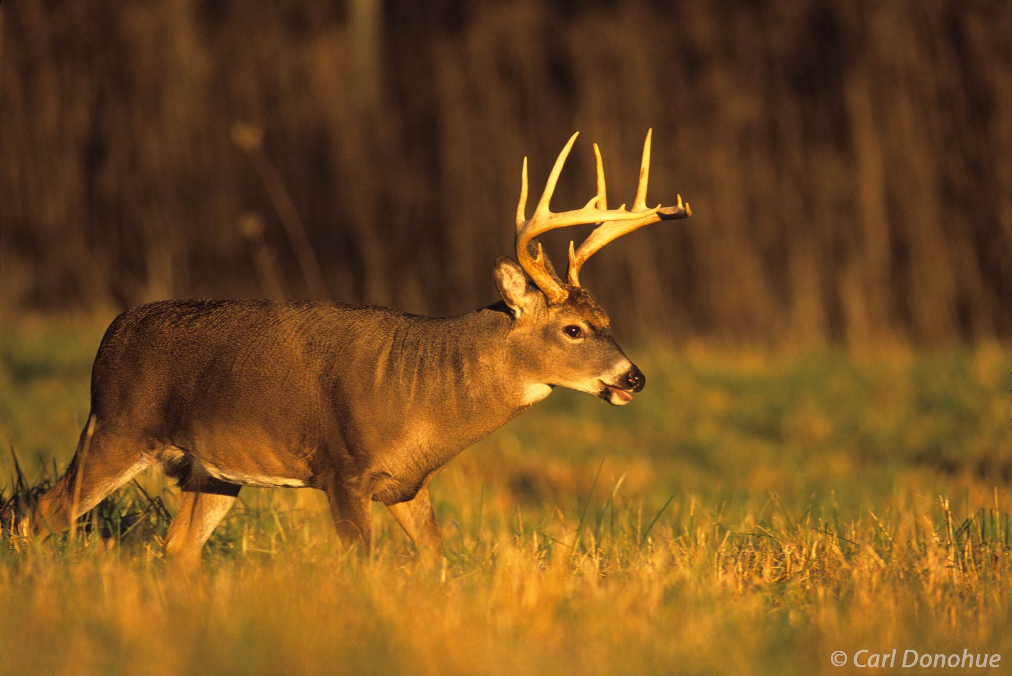 Whitetail deer, buck in gorgeous evening light, walking through a field in Cades Cove, Great Smoky Mountains National Park, Tennessee...