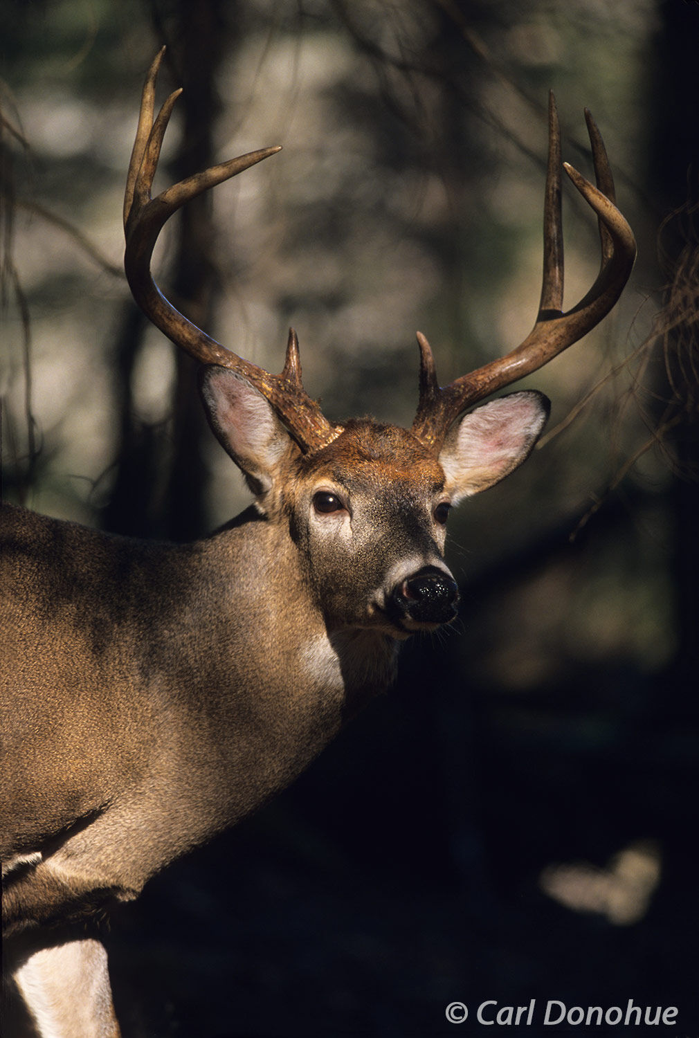 In dappled light inside the forest of the Southern Appalachian mountains, a mature adult whitetail deer buck catches a glance...