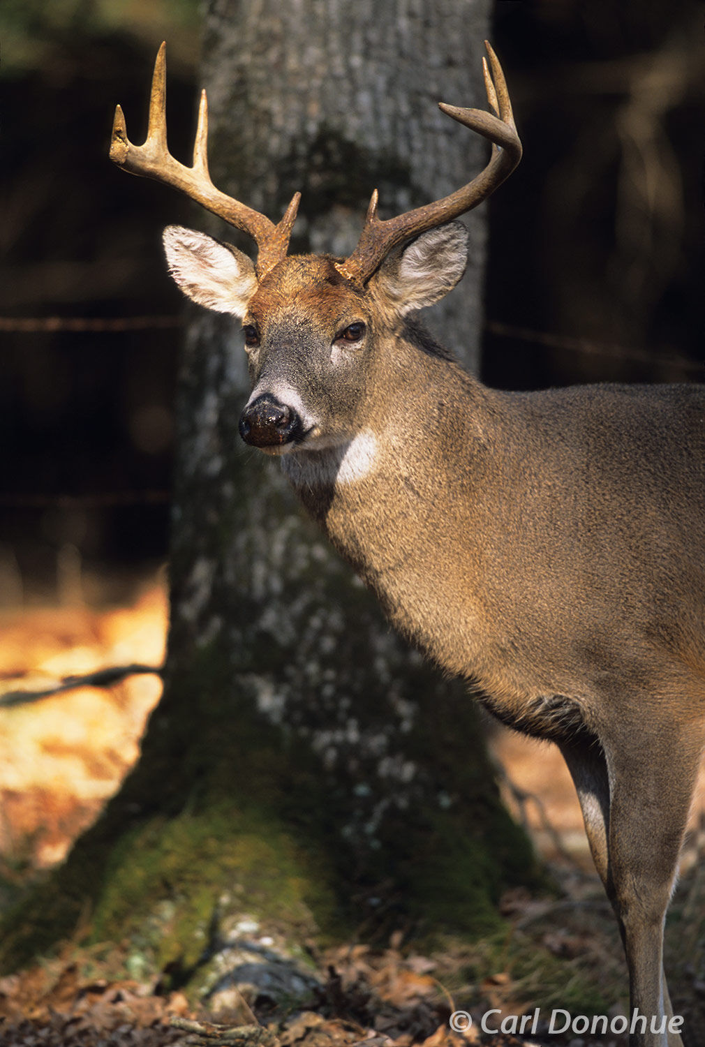 Mature adult whitetail deer buck, a 10 point buck, standing in the forest beside a nearby oak tree, Cades Cove, Great Smoky Mountains...