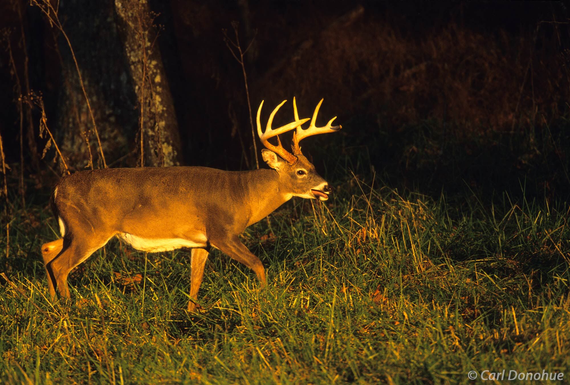 Afternoon light and a mature whitetail buck walking along the forest edge in Cades Cove, Great Smoky Mountains National Park....