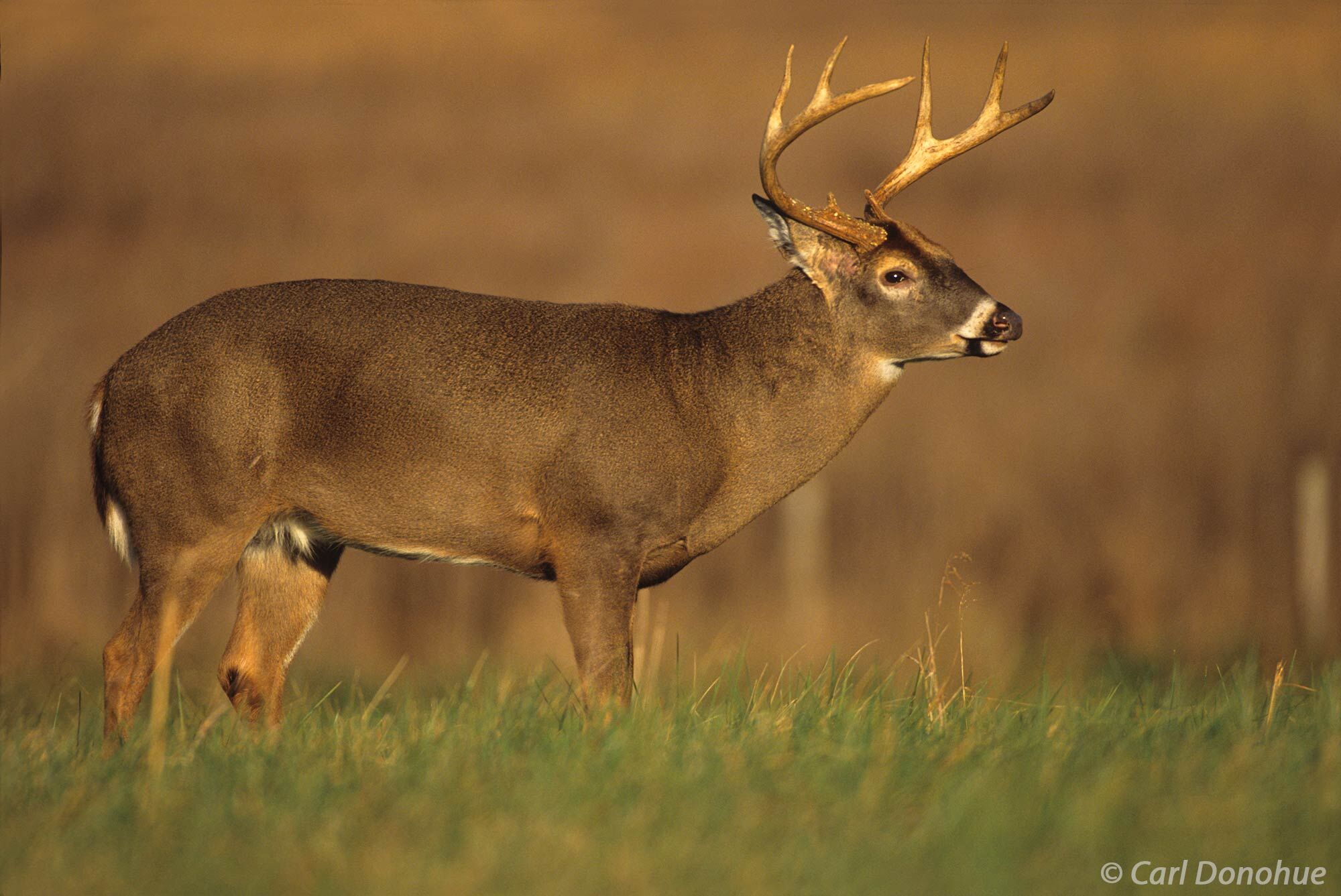 Whitetail deer, buck.  A beautiful male deer, standing in field, scent marking, Cades Cove, Great Smoky Mountains National Park...