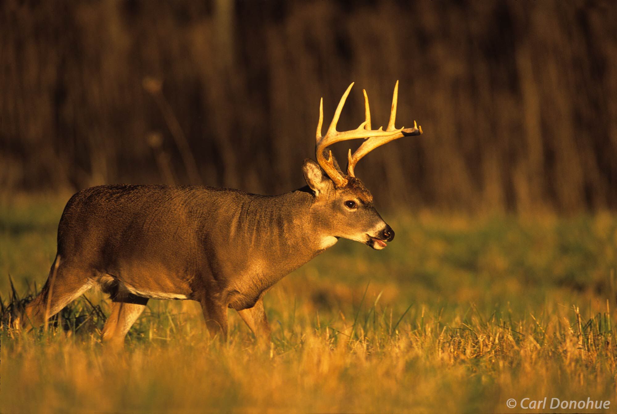 Whitetail deer, buck, during rut season or the breeding season, looking for does. Whitetail deer will walk and walk and walk...