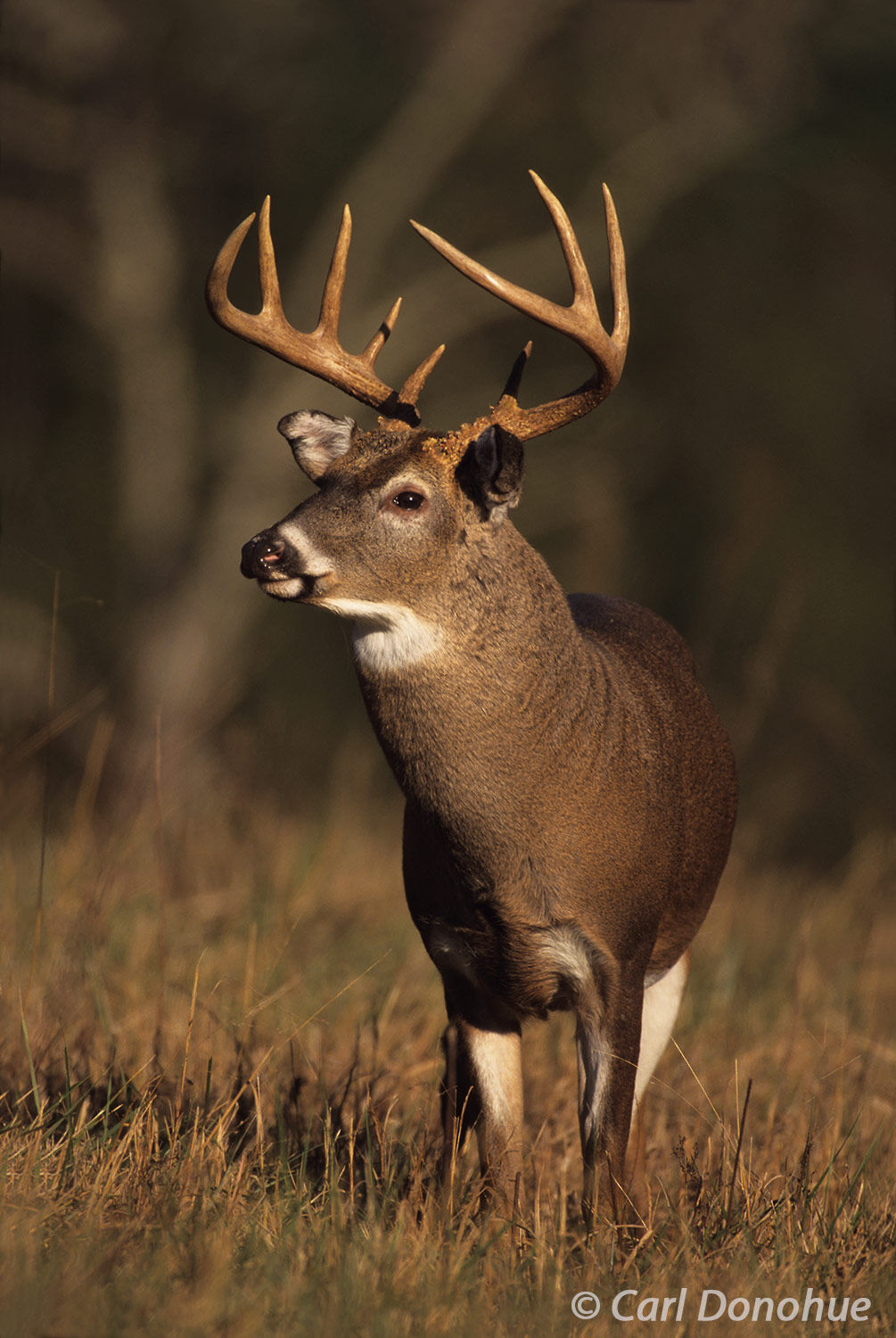 Whitetail deer, 10 point buck in a field at the edge of the forest, Cades Cove, Great Smoky Mountains National Park, Tennessee...