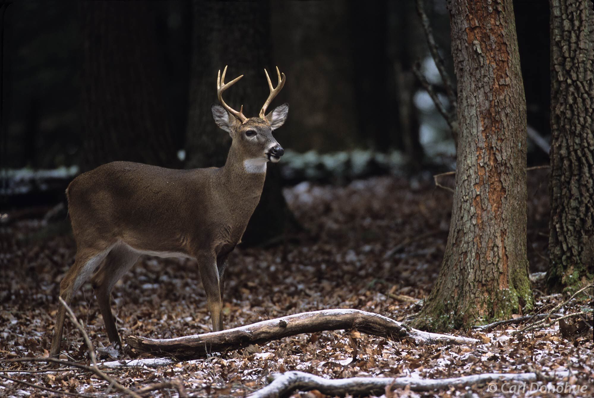 Whitetail deer. A young buck with a small rack standing in snow, Cades Cove, Great Smoky Mountains National Park, Tennessee., (...