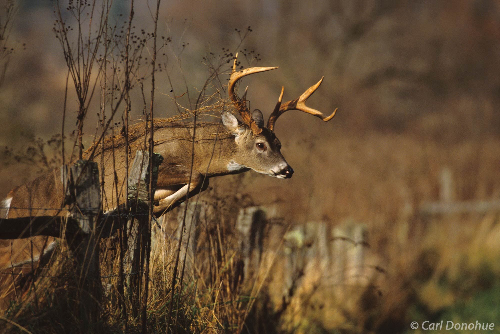Whitetail deer, a mature buck leaping a fence in Cades Cove, Great Smoky Mountains National Park, Tennessee.  Cades Cove is a...