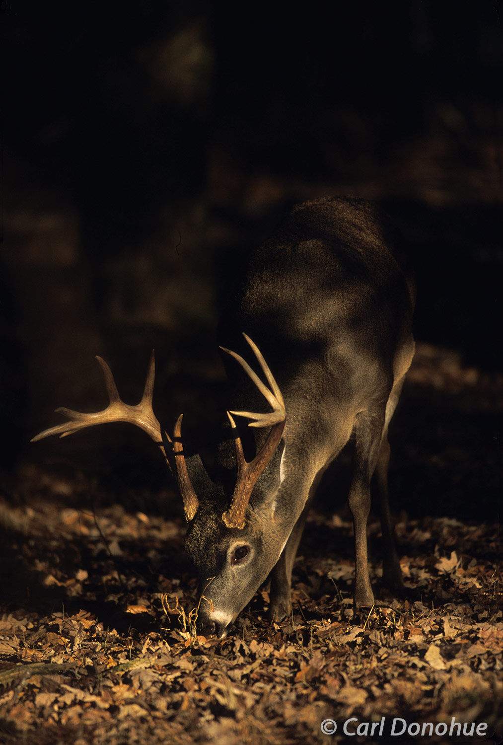 Whitetail deer, buck standing in forest, caught in the dappled light of the afternoon sun, Cades Cove, Great Smoky Mountains...