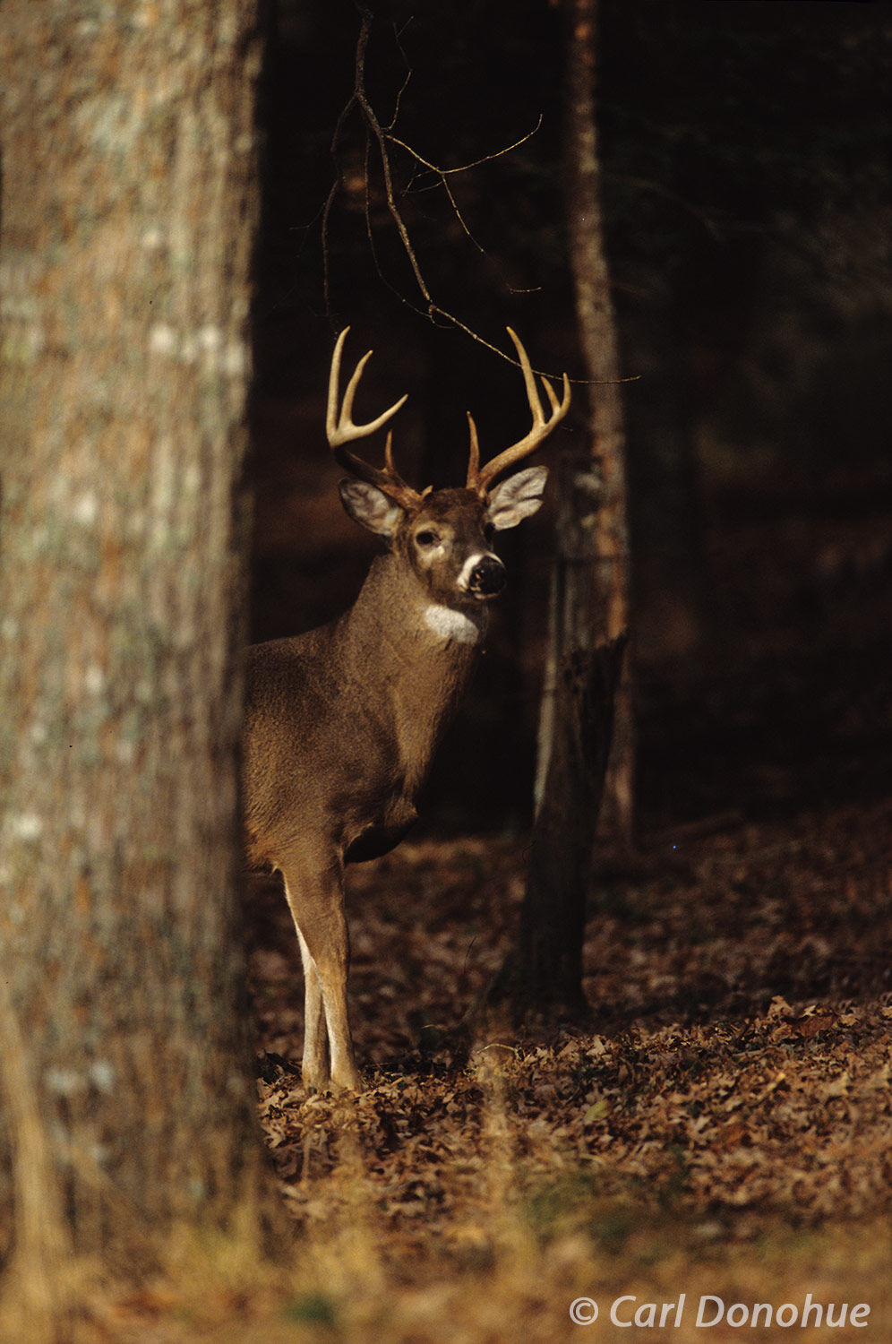 Whitetail deer. A buck standing behind a tree peers across the forest floor at a nearby doe. Cades Cove, Great Smoky Mountains...